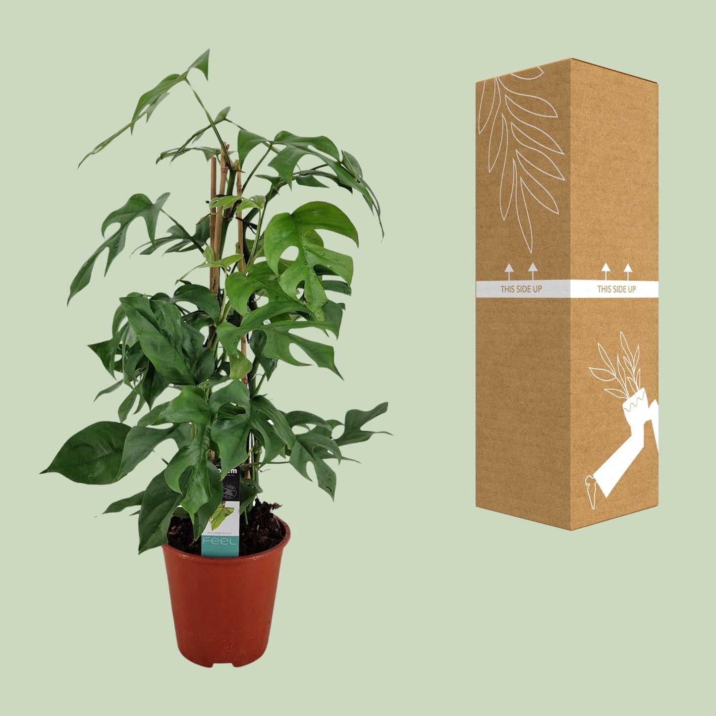Philodendron Minima Pyramide - Ø19 ↕75