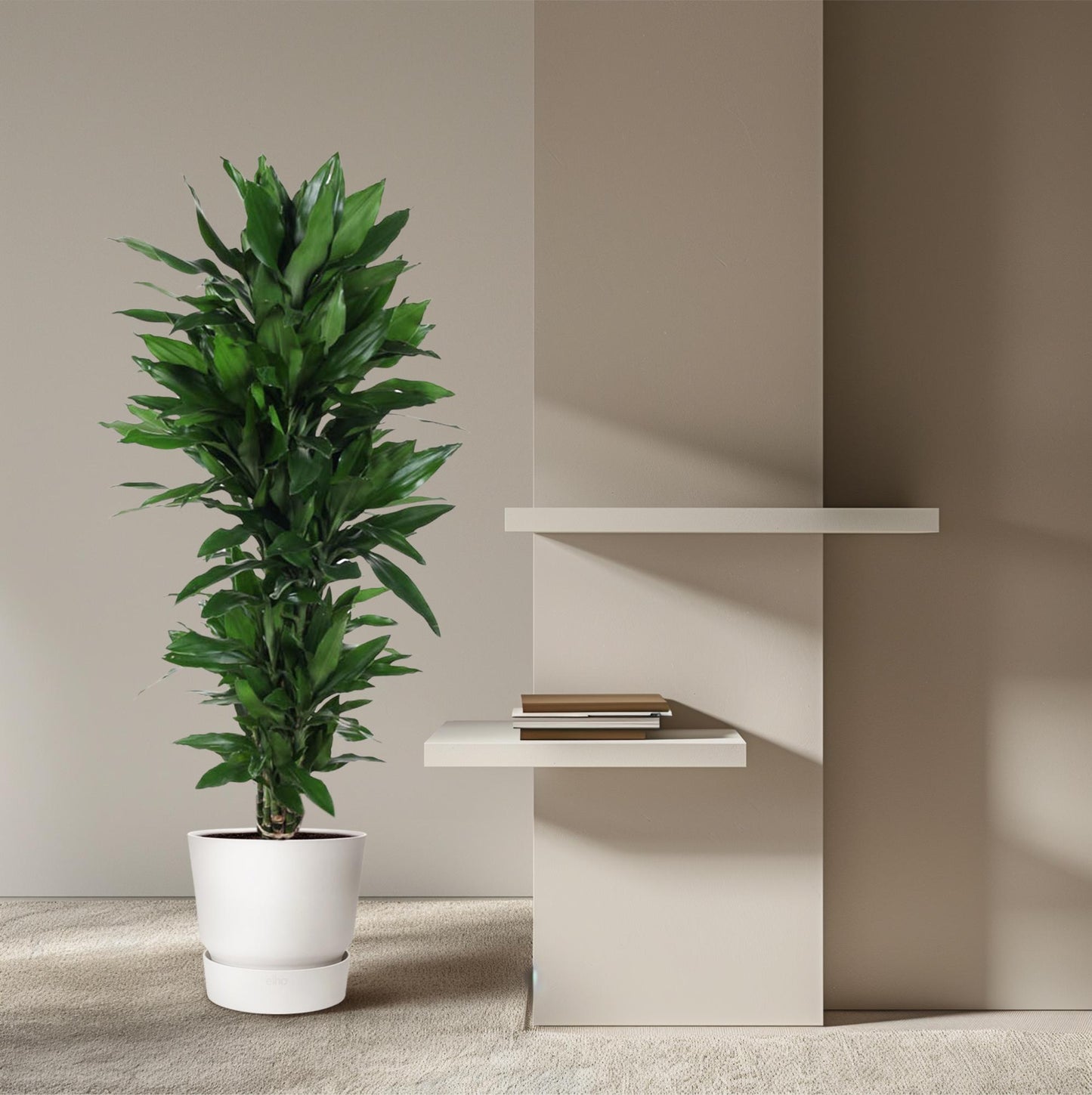 Drachenbaum Janet Lind – Stilvolle & Pflegeleichte Zimmerpflanze 120 cm