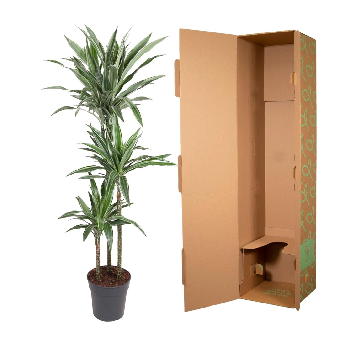 Drachenbaum Warneckei – Elegante & Pflegeleichte Zimmerpflanze 100 cm