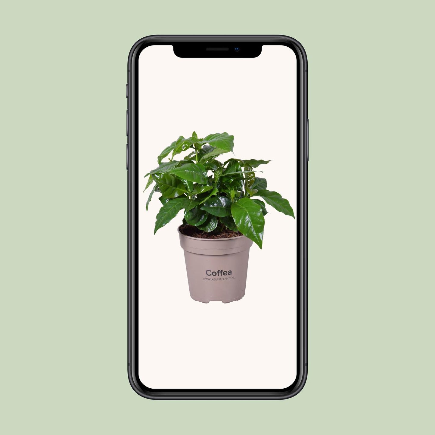 Coffea Arabica - Ø15cm - ↕45cm