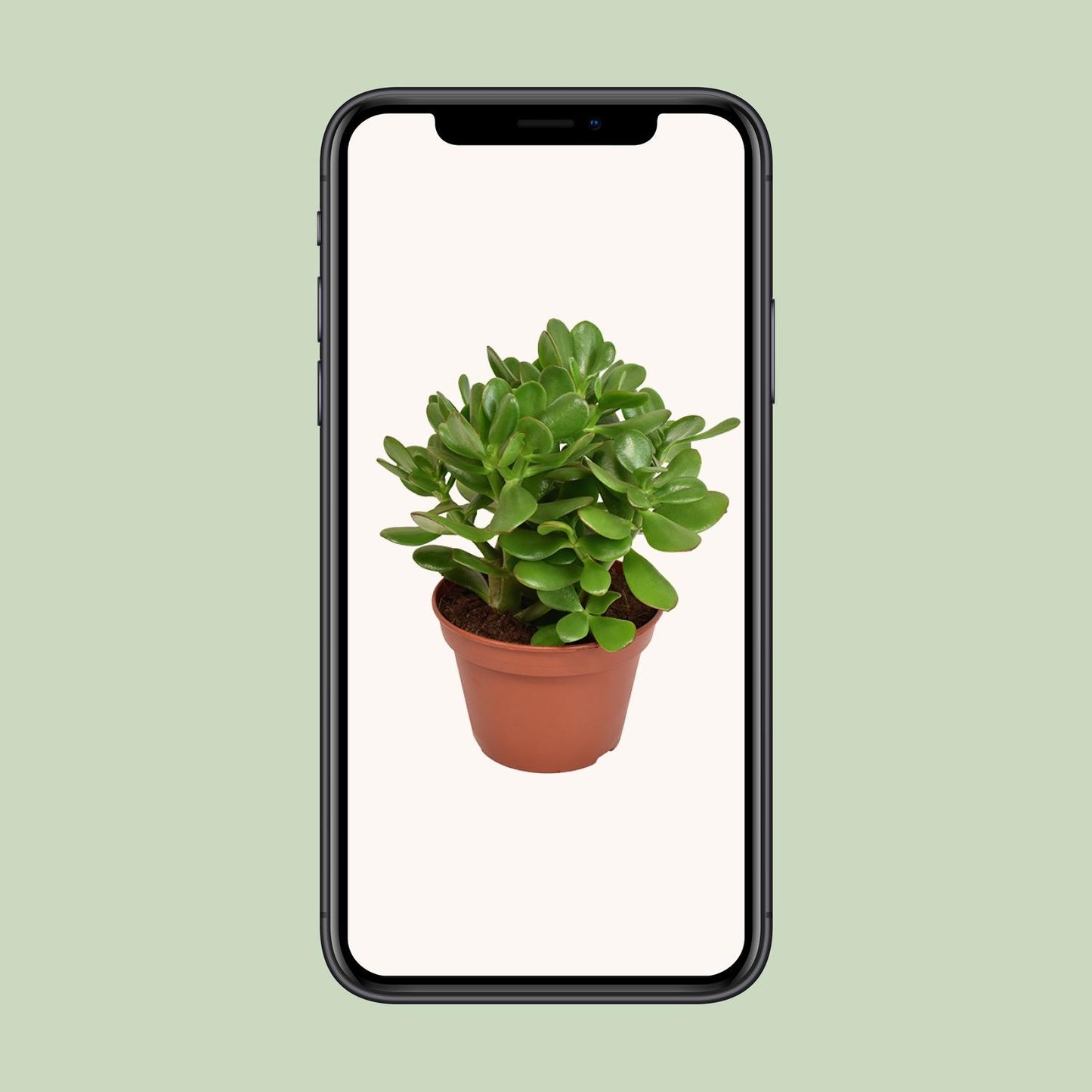 Crassula Ovata - Ø15cm - ↕21cm