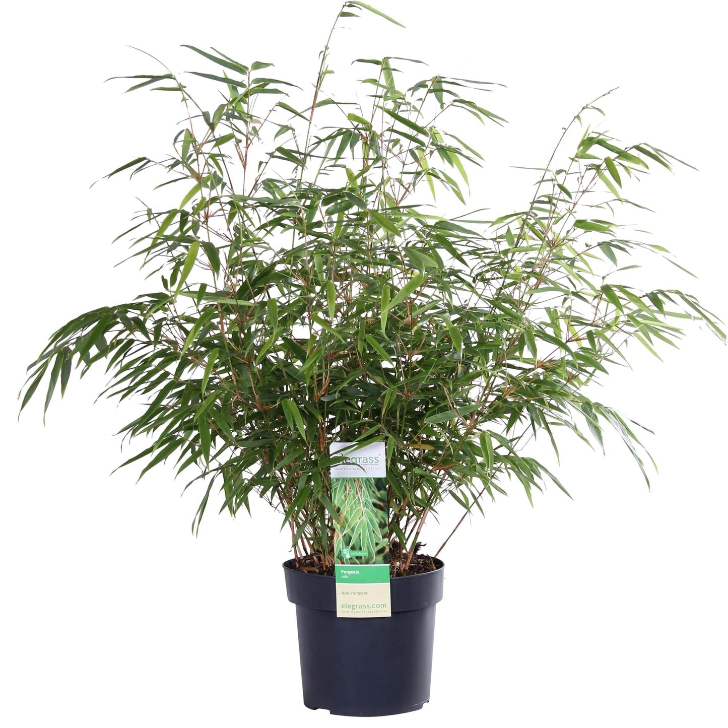 Fargesia rufa - Ø29cm - ↕80cm - Ø19 - ↨60cm