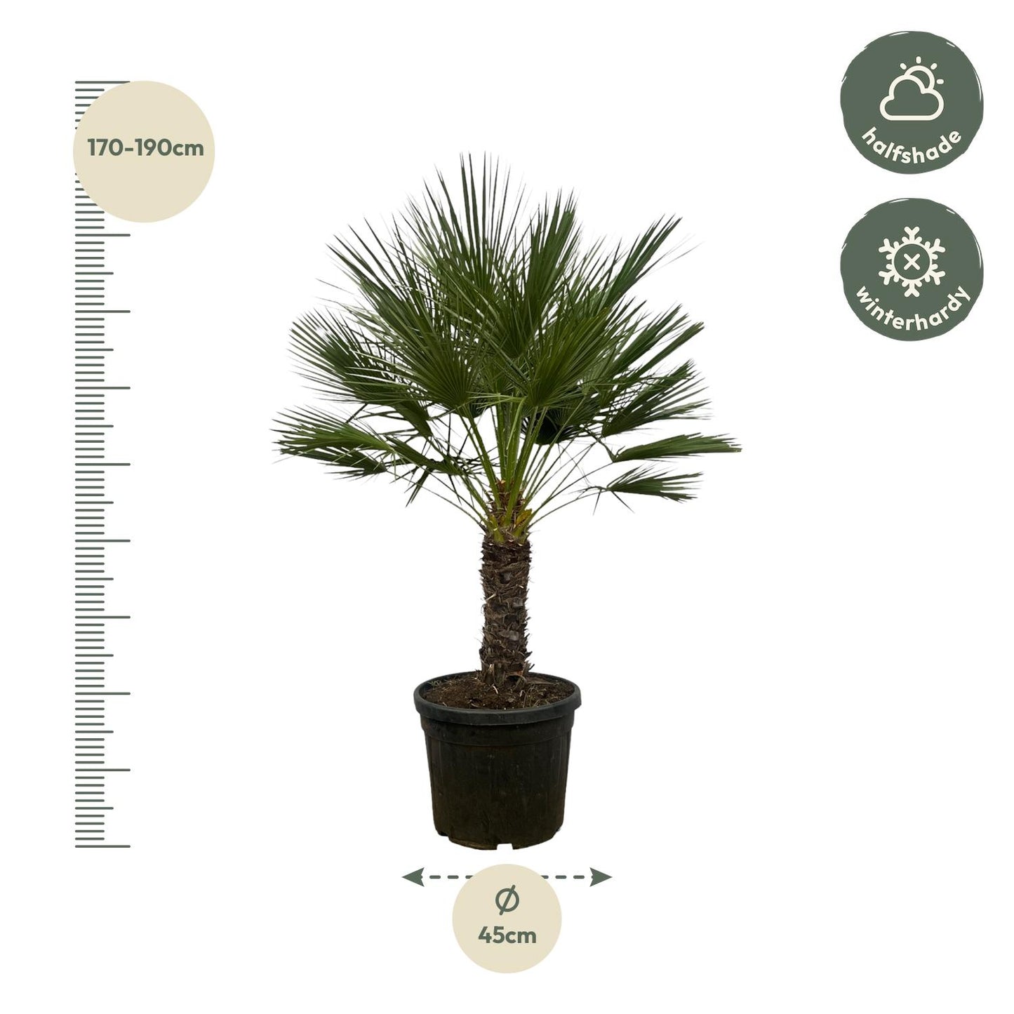 Zwergpalme auf Stamm – 150 cm mediterranes Flair