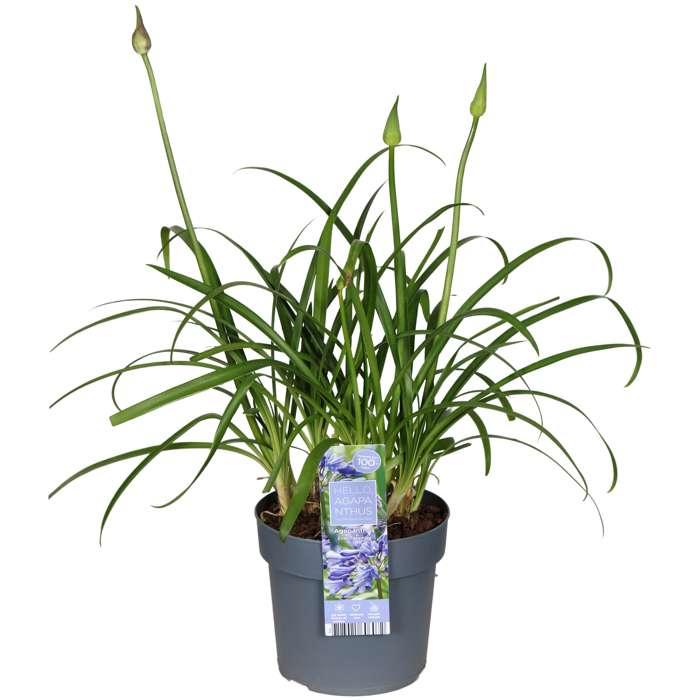 Agapanthus 'Ever Sapphire' - Ø19cm - ↕30cm