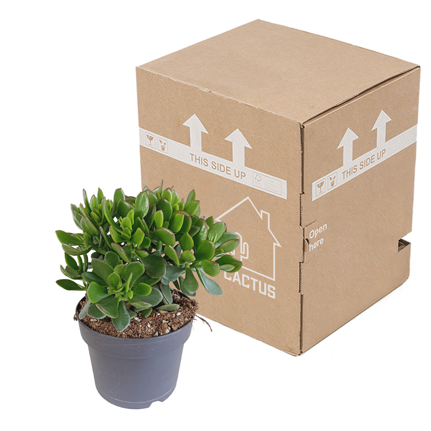 Crassula Minova – Rote Kanten Sukkulente 17 cm