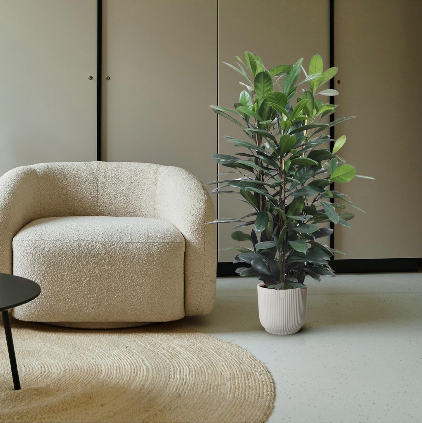 Ficus Cyathistipula struik - 140 cm - ø34
