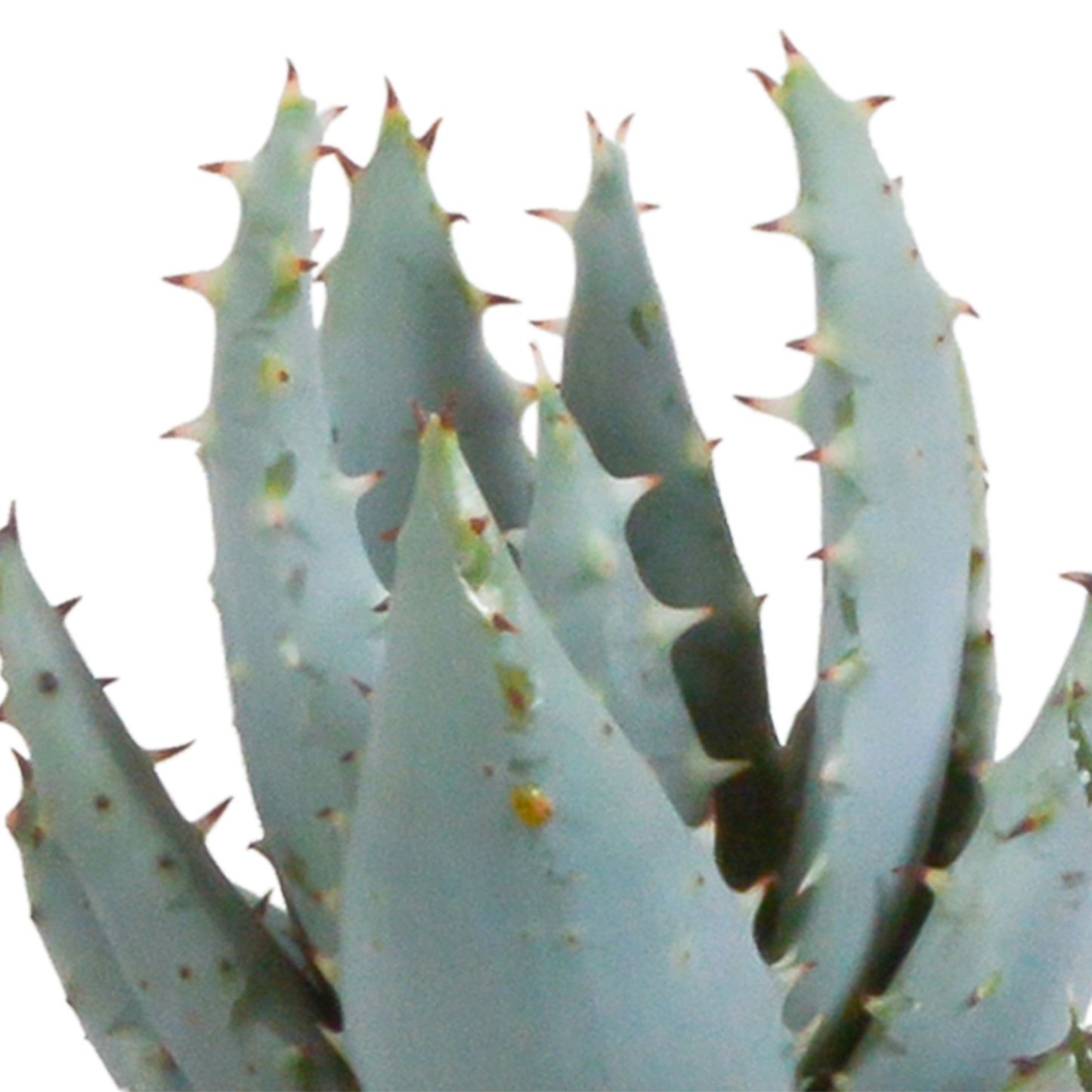 Gasteria & Haworthia Mix 5er Set im Terrakotta-Topf