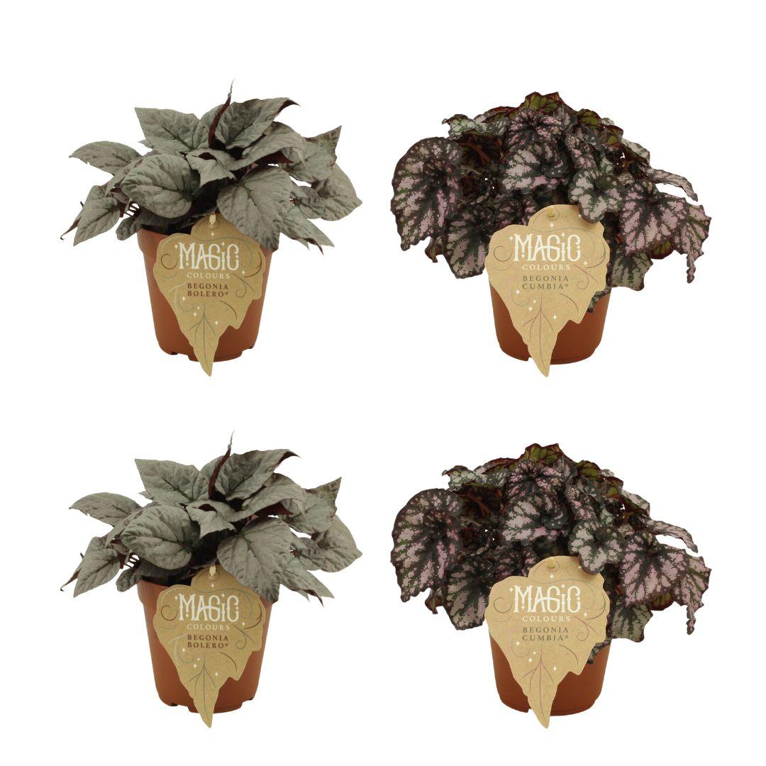 2x Begonia Rex Bolero + 2x Begonia Rex Cumbia - 4 stuks - Ø12cm - ↕25cm