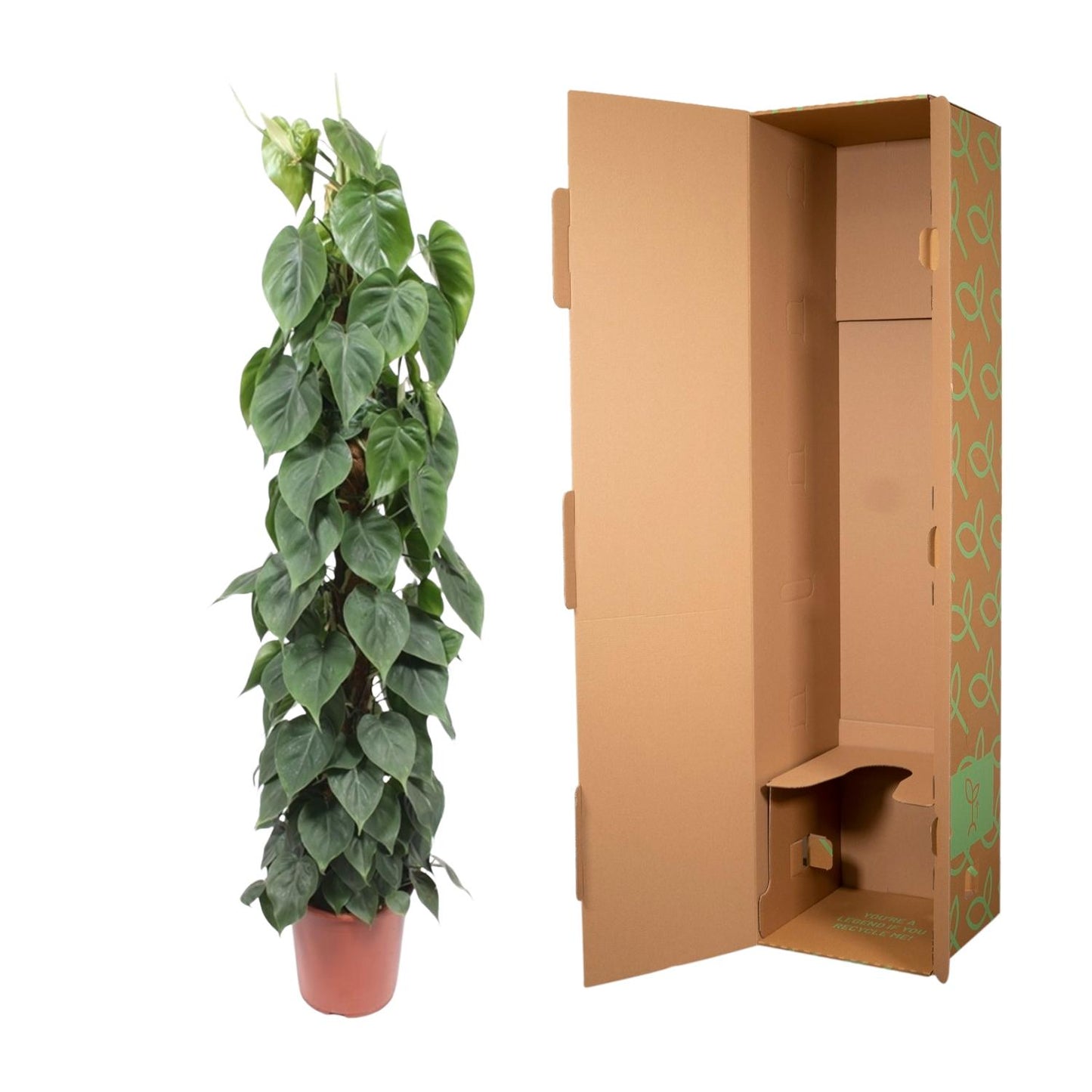 Kletter-Philodendron am Moosstab – 150 cm grüne Zimmerpflanze