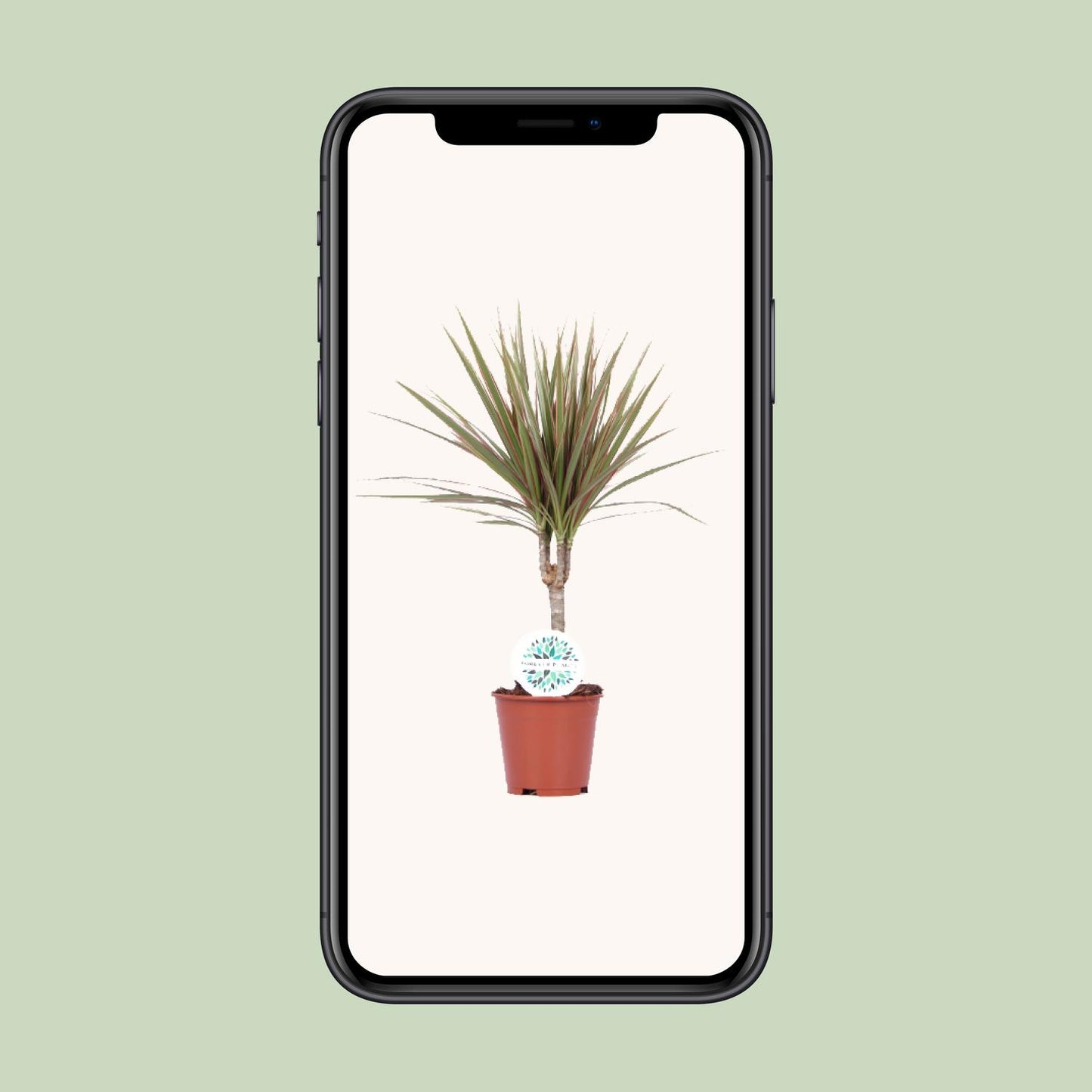Dracaena Bicolor - Ø14cm - ↕55cm
