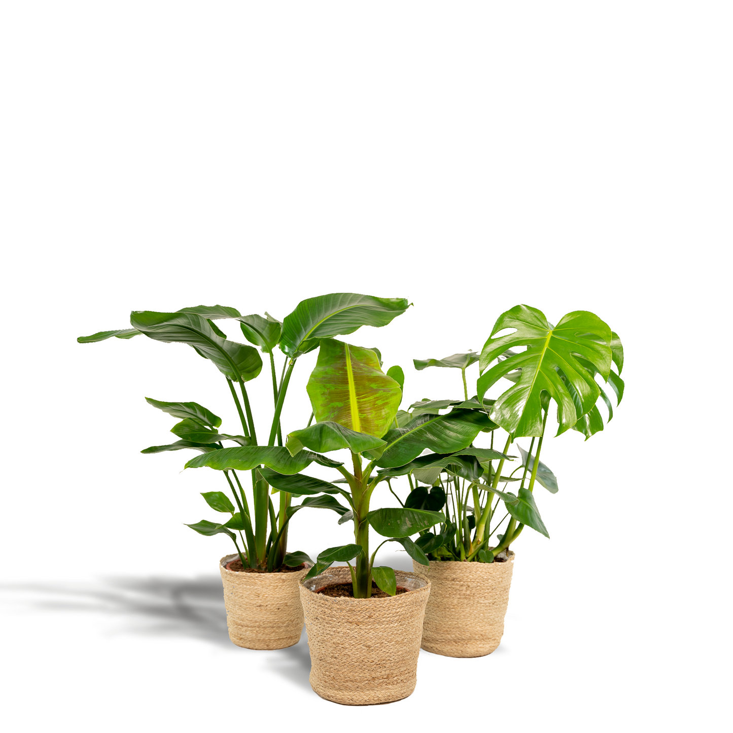 Monstera Deliciosa - Ø21cm - ↕75cm + Alocasia Zebrina - Ø19cm - ↕75cm + Strelitzia Nicolai - Ø19cm - ↕85cm + Korb Selin