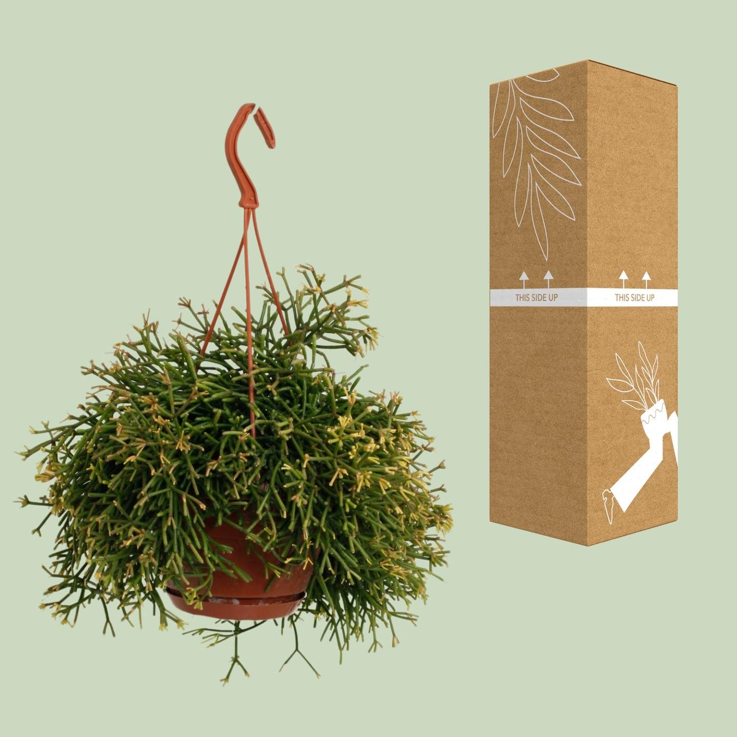 Rhipsalis Clavata - Ø17cm - ↕45cm