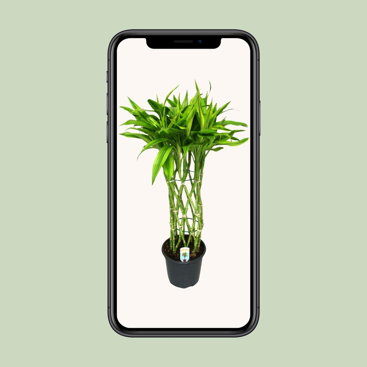 Dracaena Sandriana Gold - Ø19cm - ↕70cm