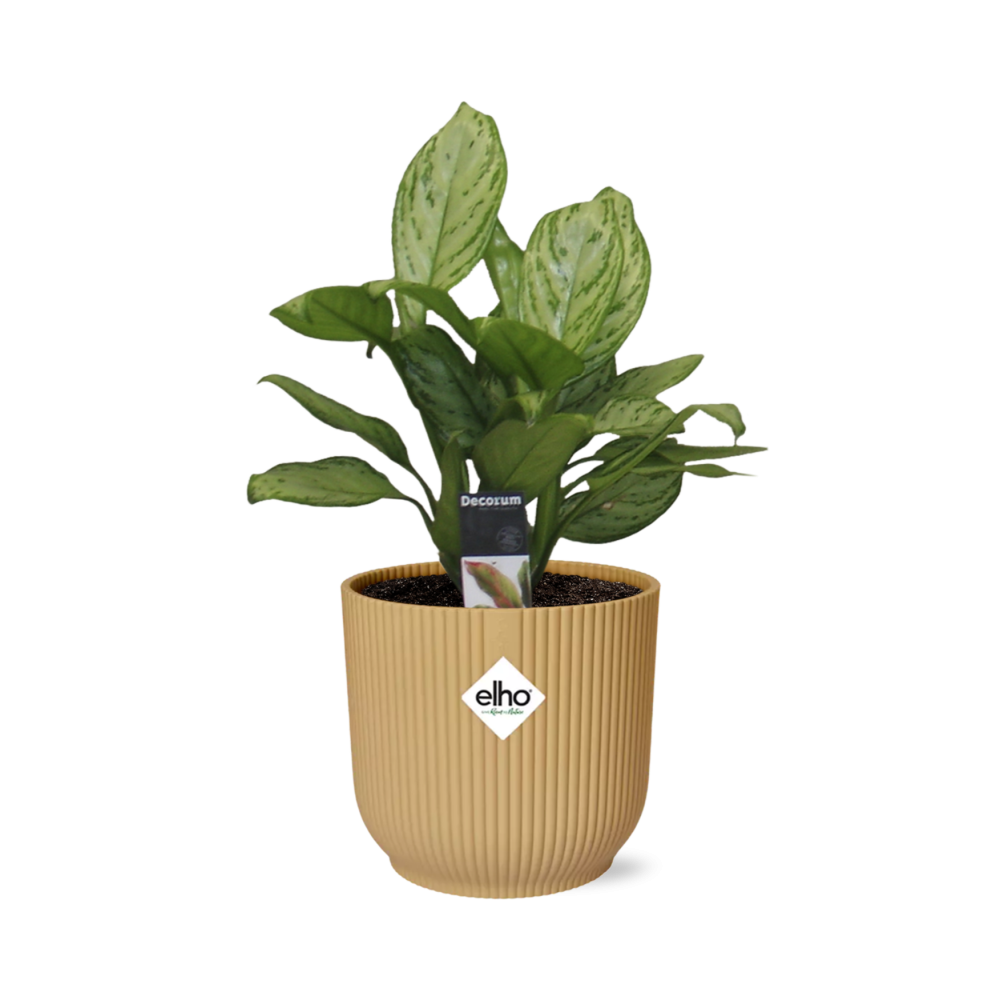 Aglaonema Christina in ELHO Vibes Fold 14cm geel
