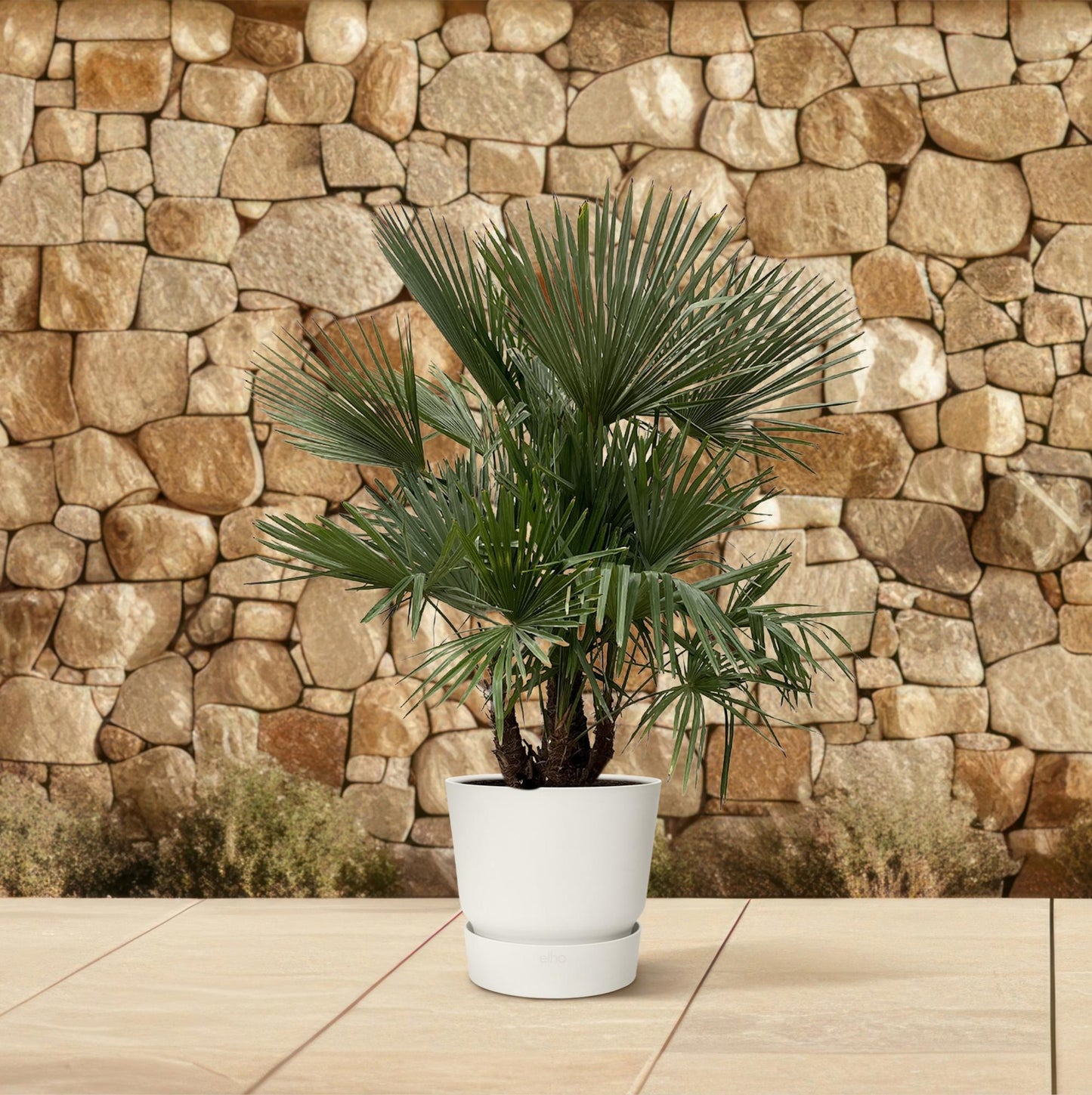 Mehrstämmige Hanfpalme – Exotische Kübelpflanze 230 cm