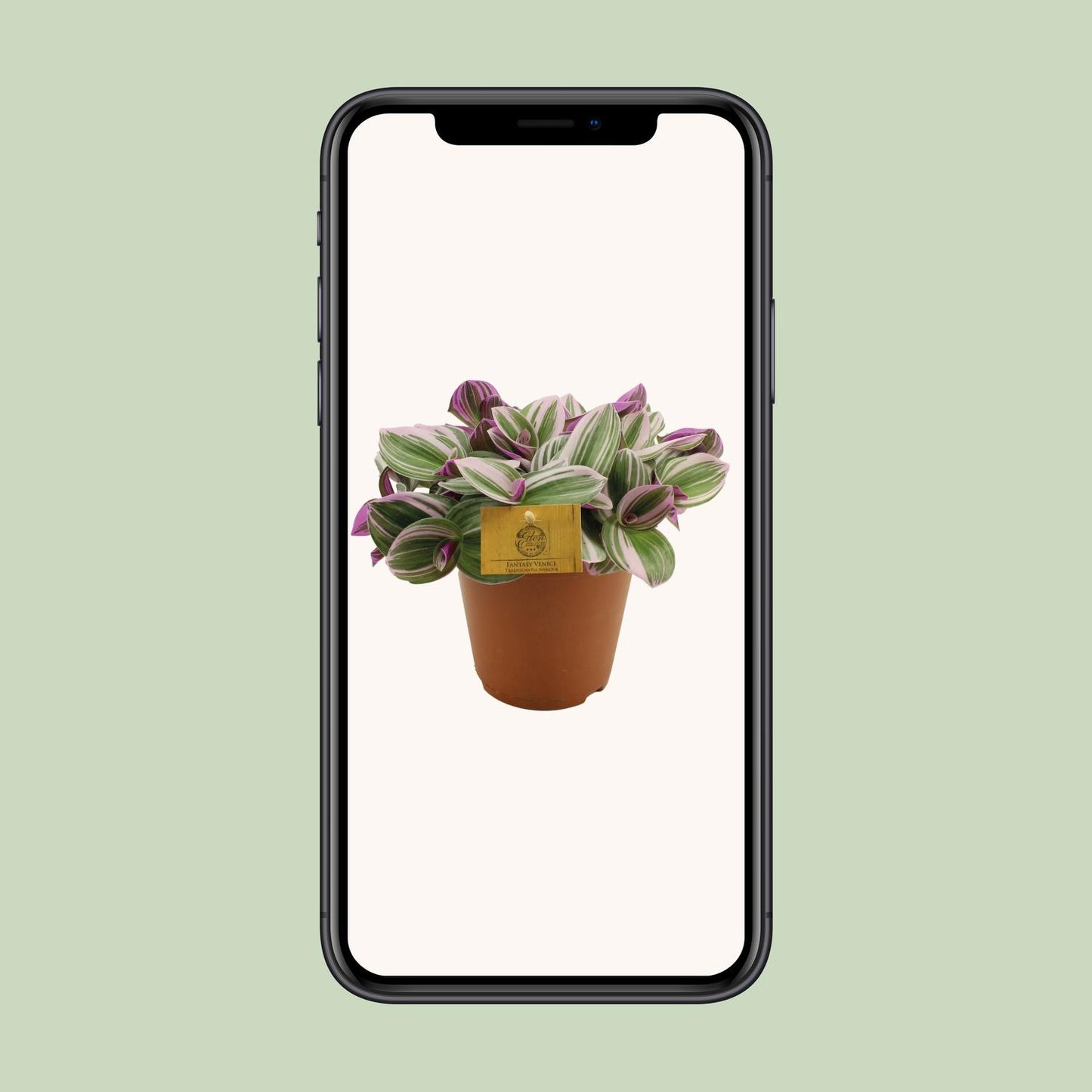 Tradescantia Nanouk - Ø15cm - ↕25cm
