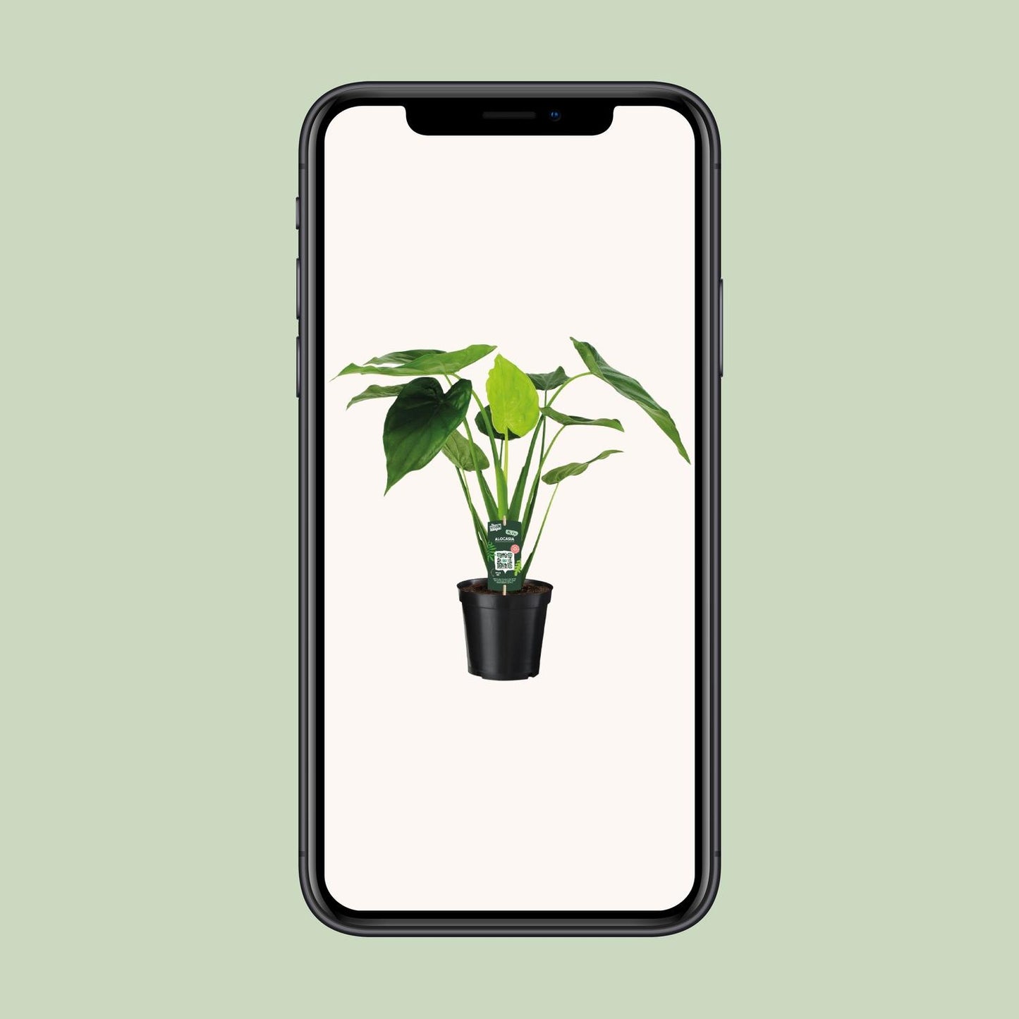 Alocasia Cucullata - Elefantenohr - Ø19cm - ↕55cm