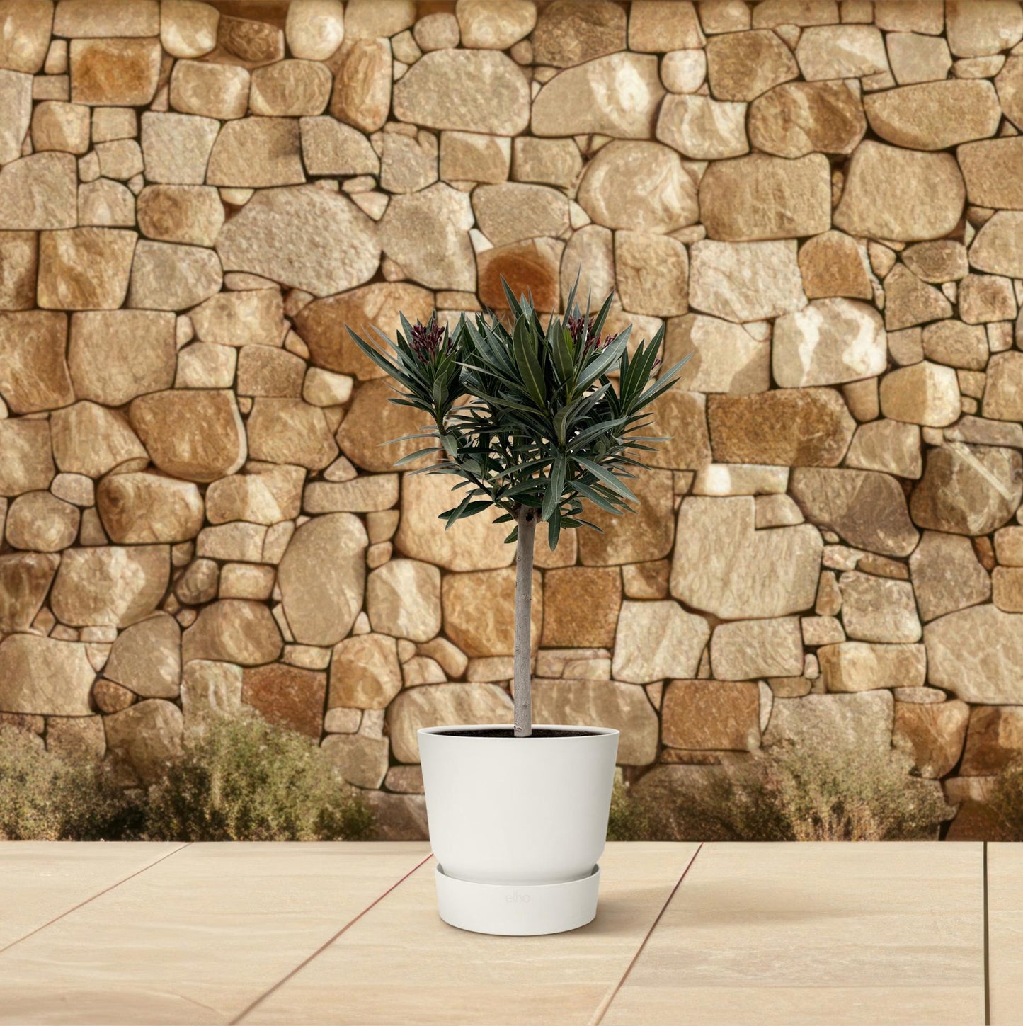 Oleander Stämmchen Rot – Mediterrane Kübelpflanze 90 cm
