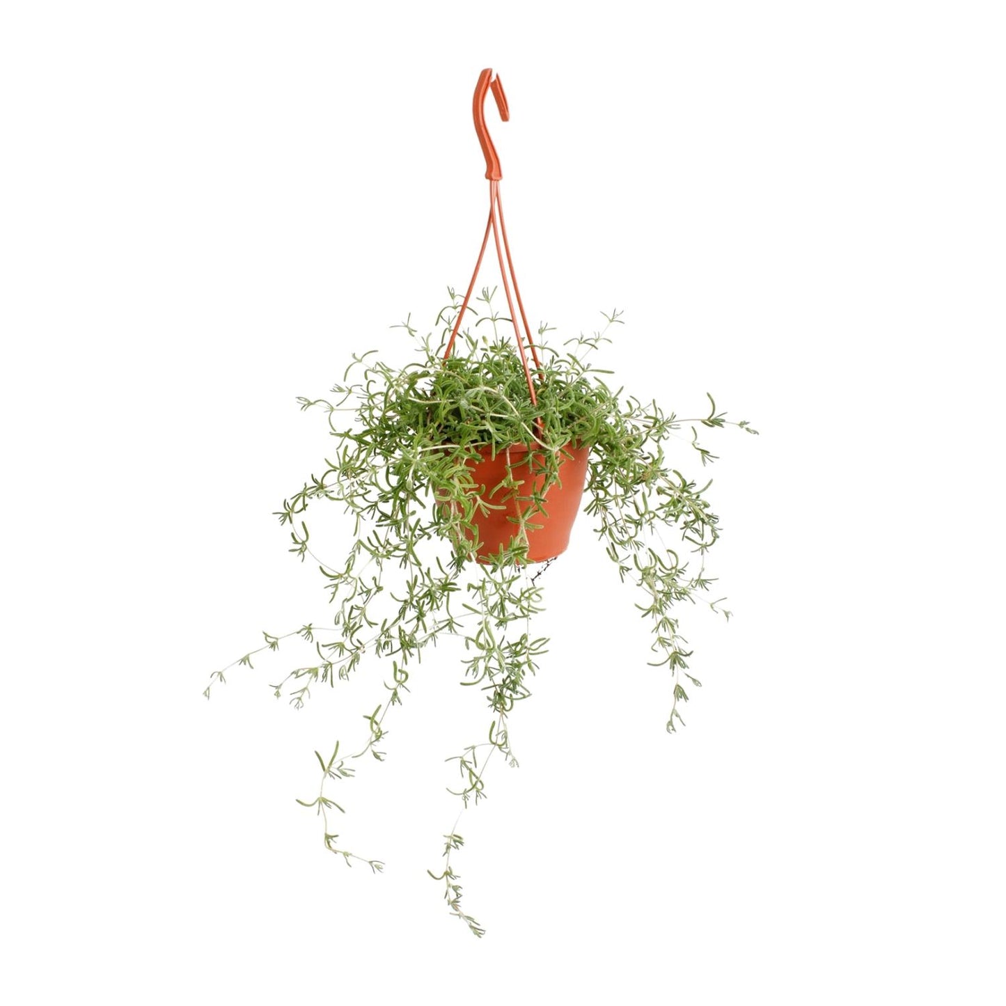 Senecio Twinkle Littele Star - Ø12cm - ↕15cm