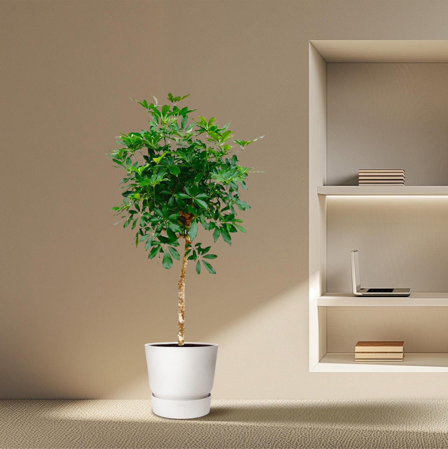 Strahlenaralie auf Stamm 170 cm – Schefflera Zimmerpflanze