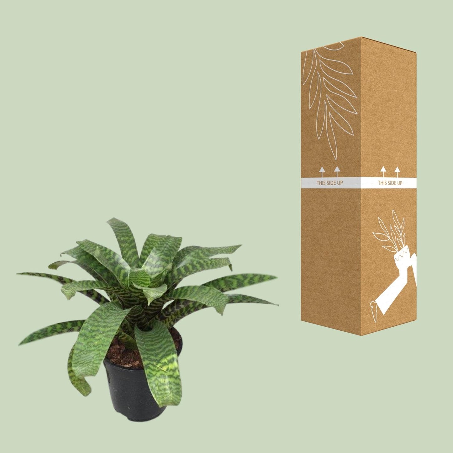 Vriesea Hieroglyphica - Ø19cm - ↕35cm