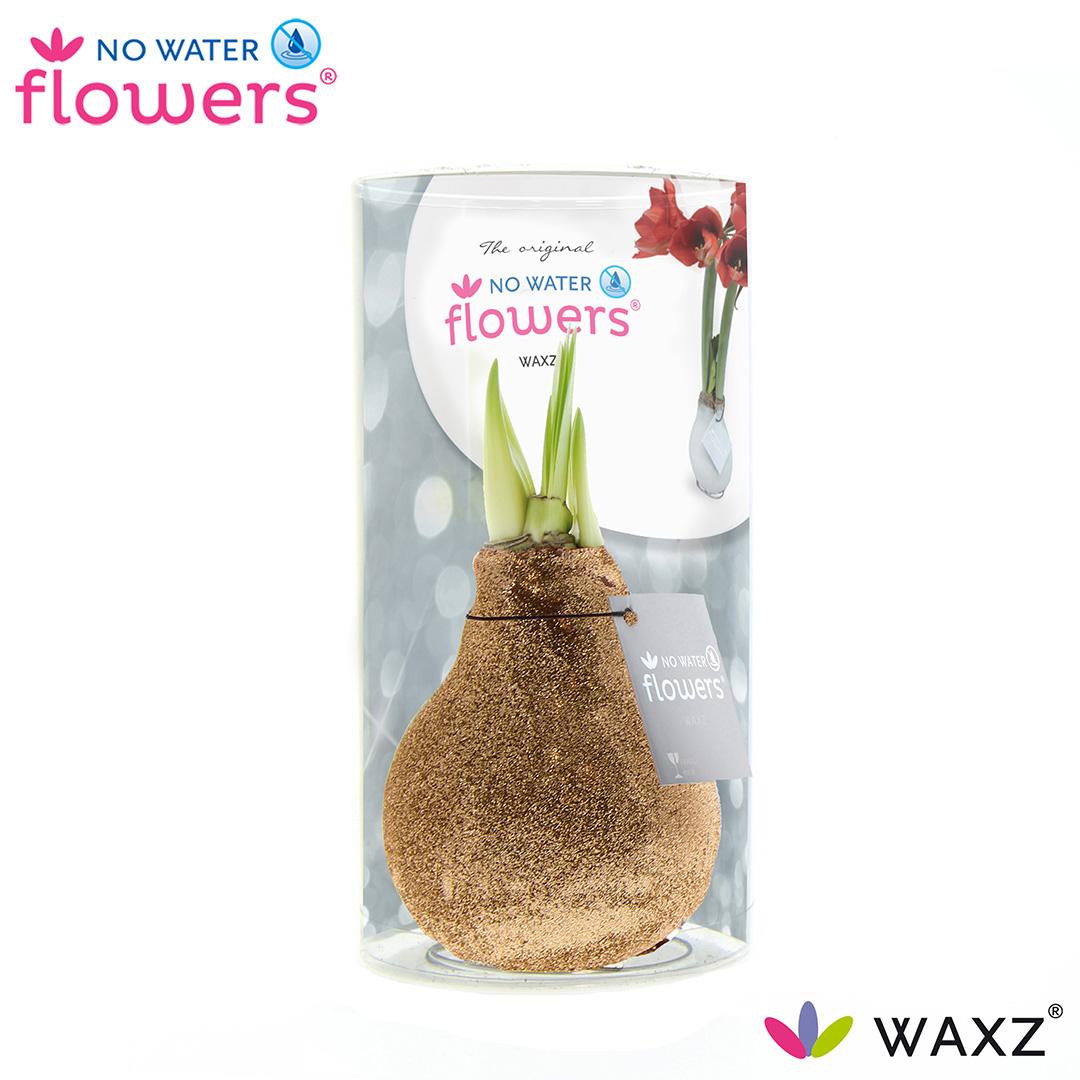 No Water Flowers Waxz Glitterz® Champagne In Koker - ↕15cm