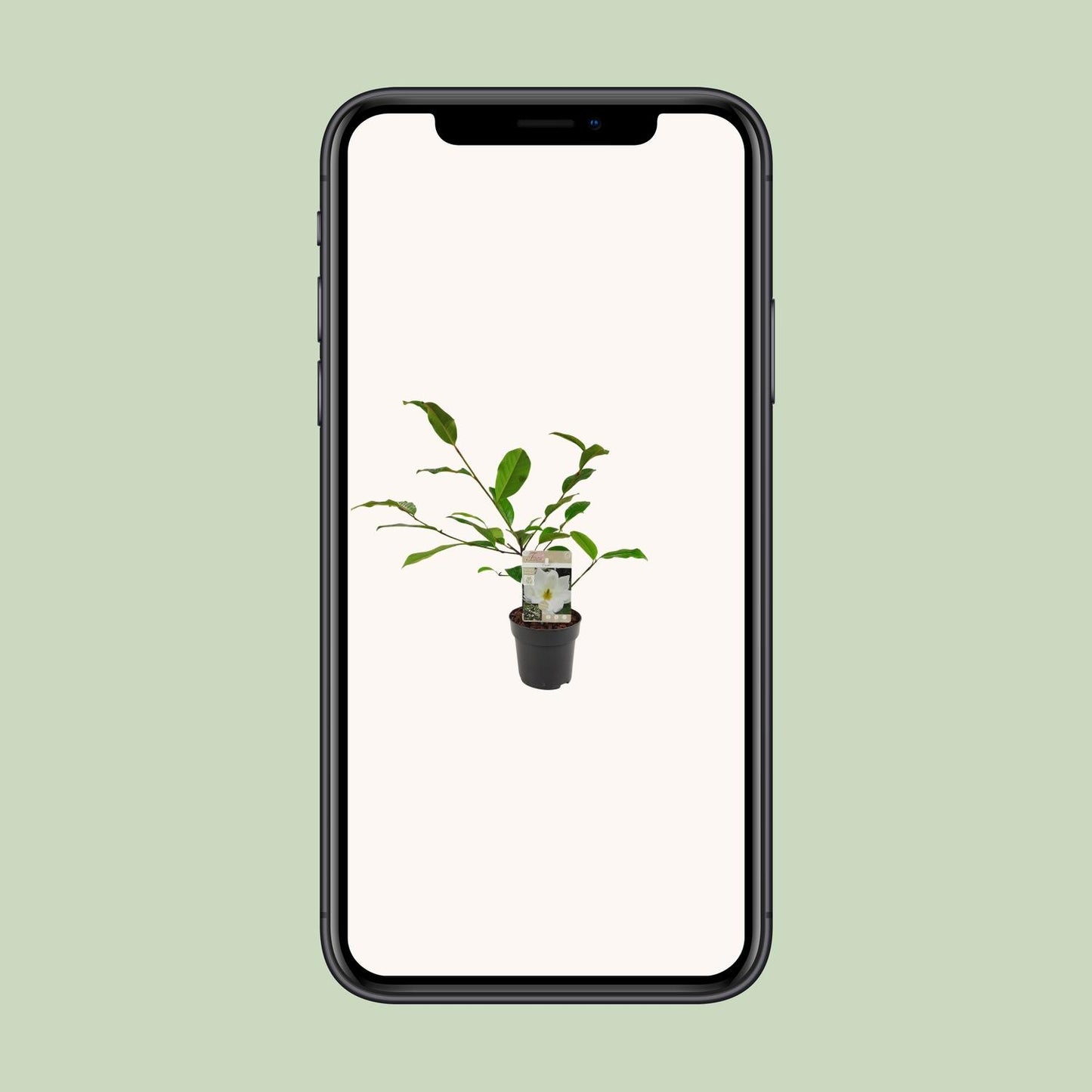 Michelia Fairy Magnolia Cream - Ø13cm - ↕25cm