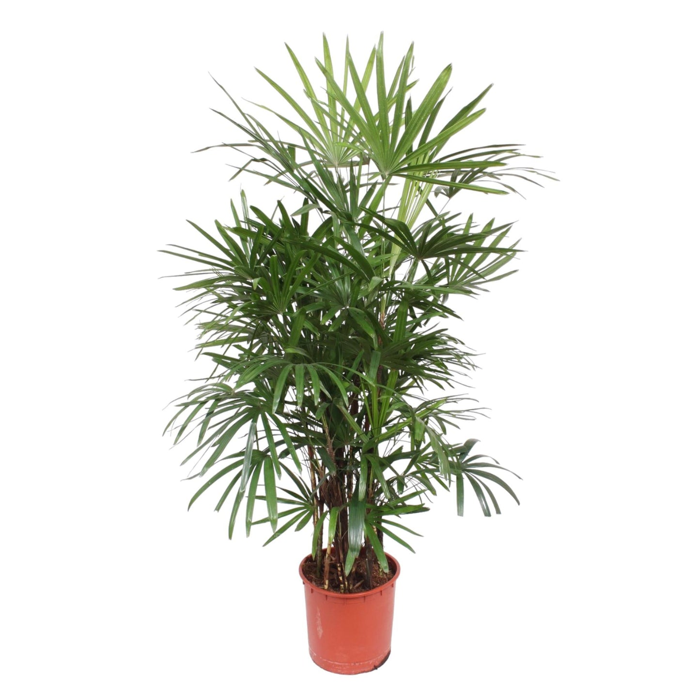 Damenpalme 190 cm – Elegante, pflegeleichte Zimmerpflanze