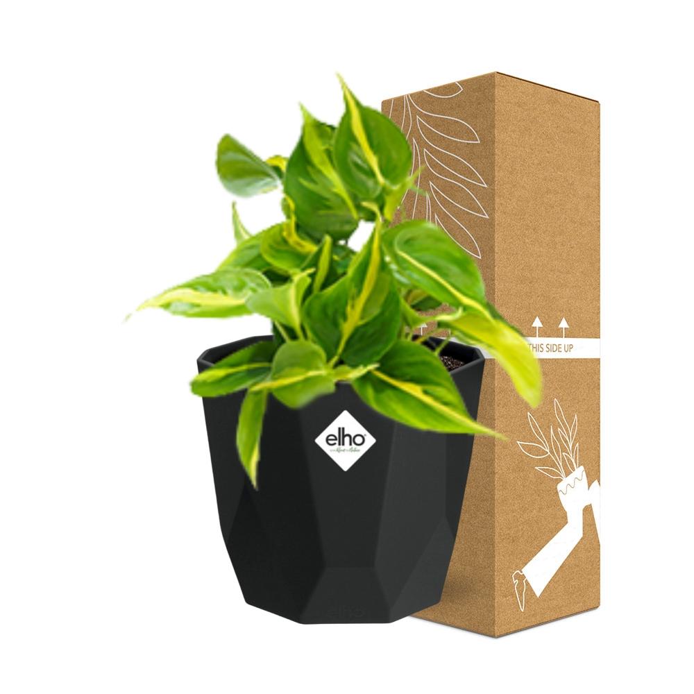 Philodendron Scandens ‘Brasil’ in 14cm b.for rock living black