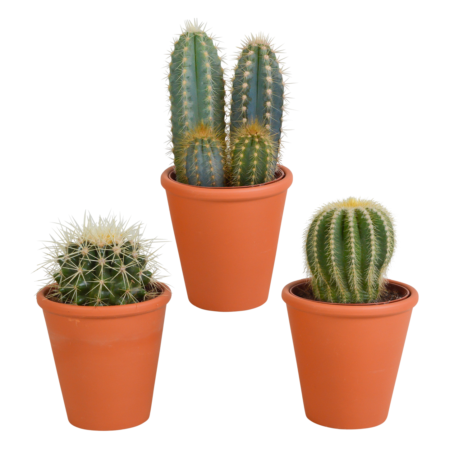 Kakteen Mix 8,5 cm – 3er Set im Terrakotta-Topf