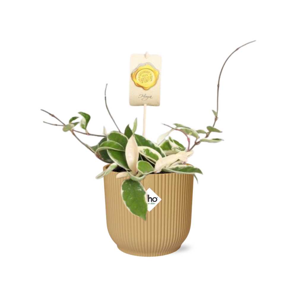 Hoya Carn.’Krimson Queen’ in ELHO Vibes Fold 14cm geel