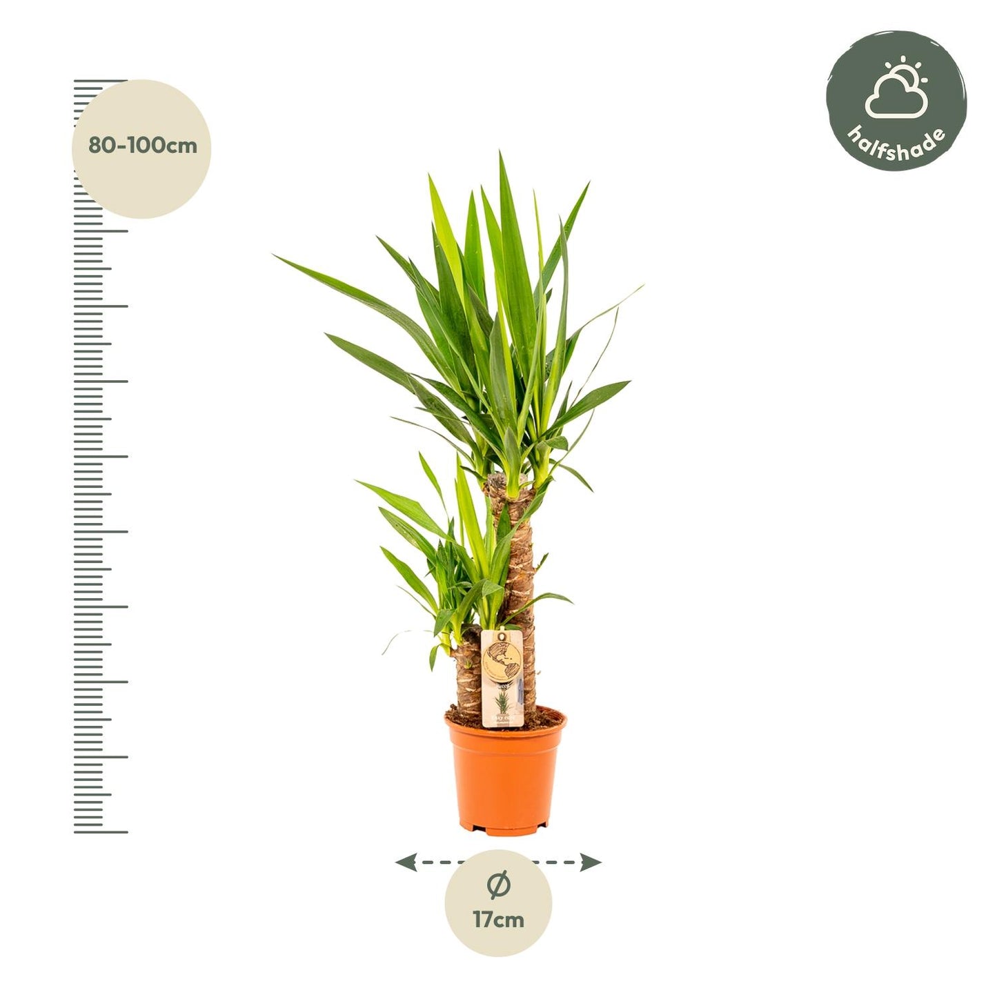 Yucca Palme 90 cm – Pflegeleichte exotische Zimmerpflanze