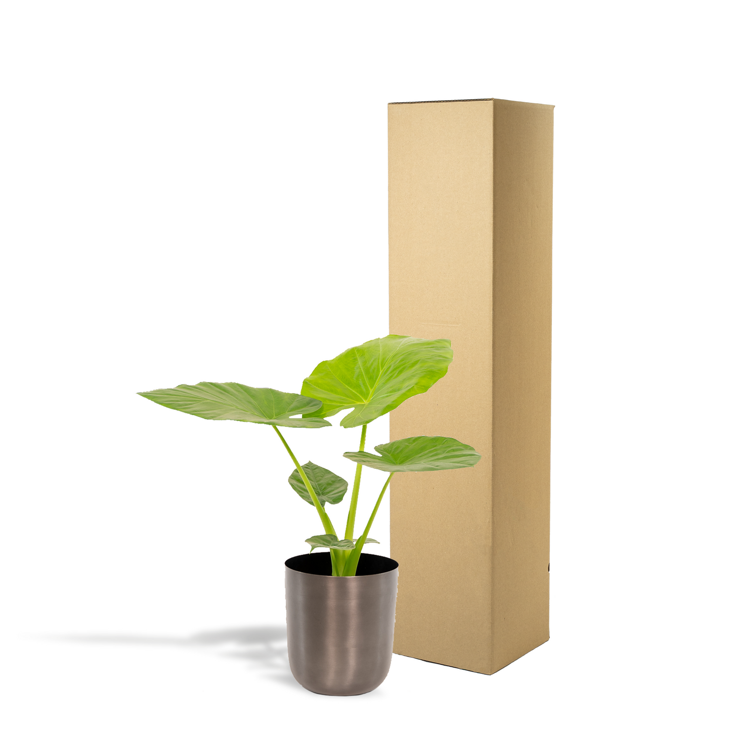 Alocasia Macrorrhiza - Ø19cm - ↕70cm + Topf Mayk Lead