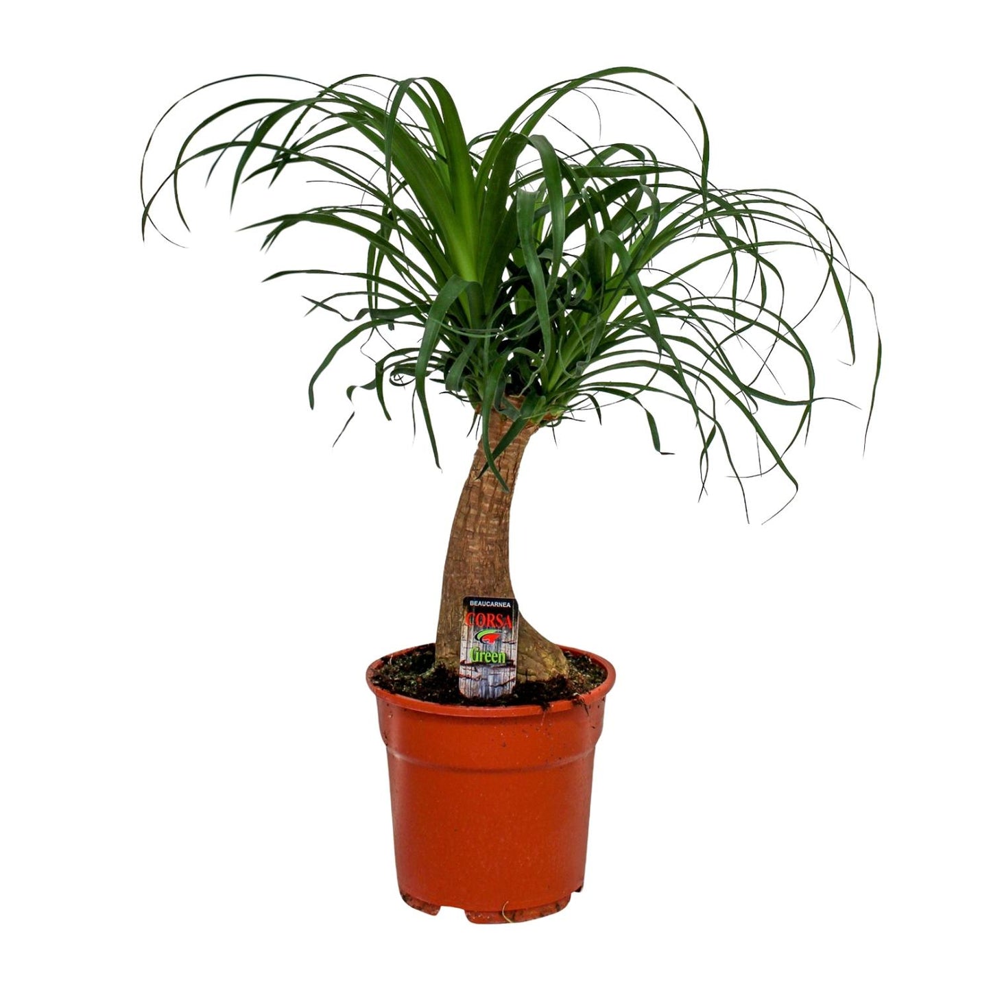 Beaucarnea Recurvata - Ø17cm - ↕55cm