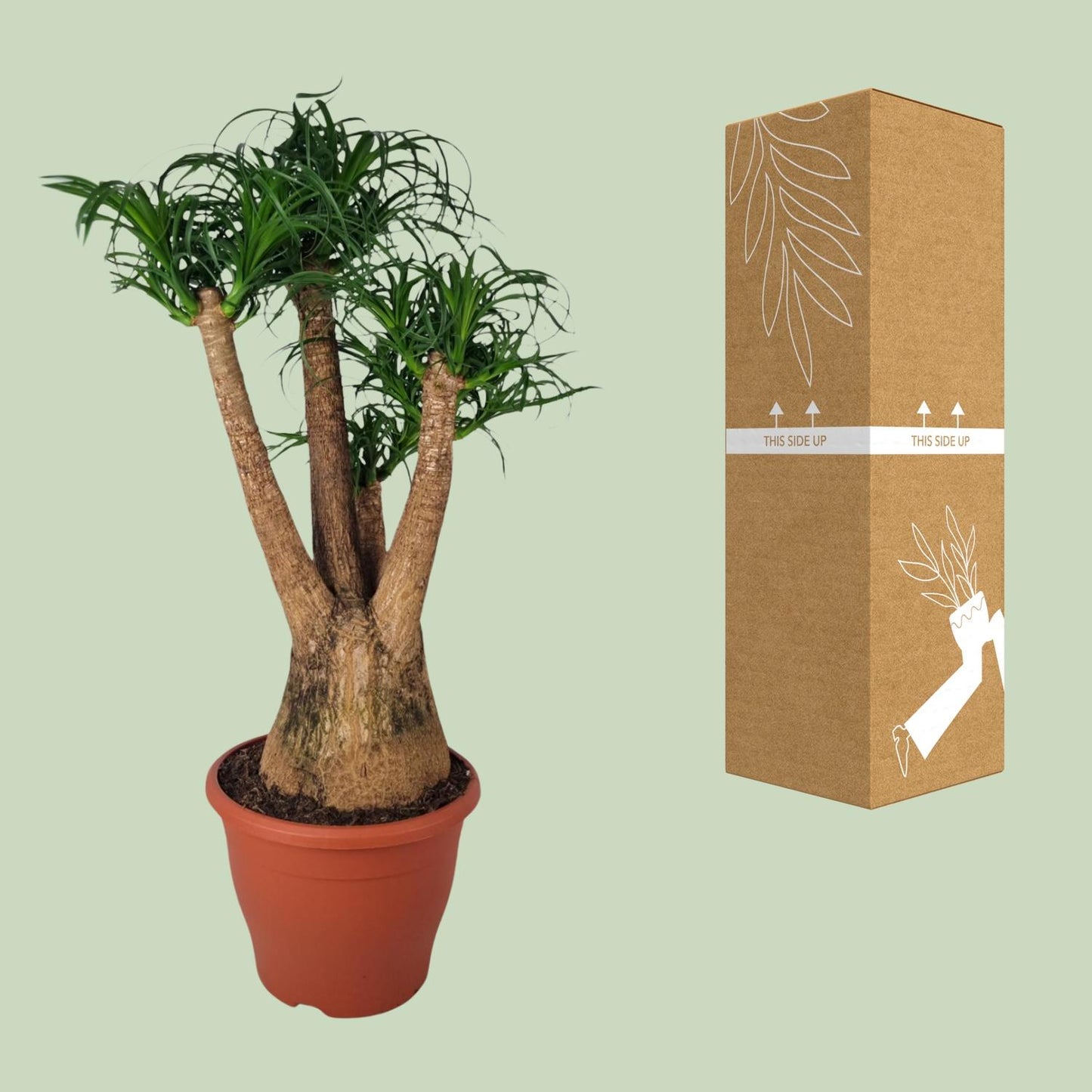 Beaucarnea Nolina - Ø29cm - ↕90cm