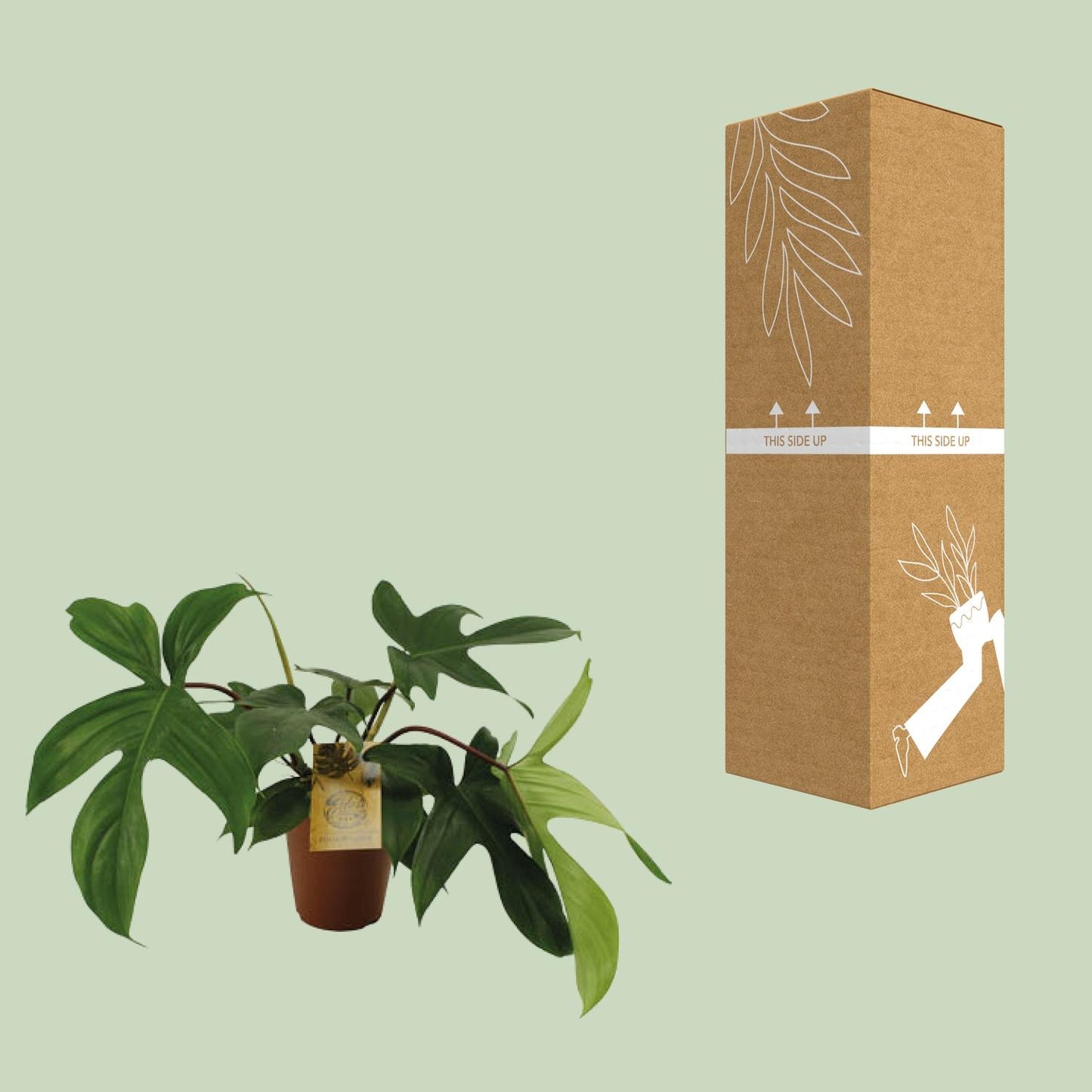 Philodendron Florida Green - Ø15cm - ↕50cm