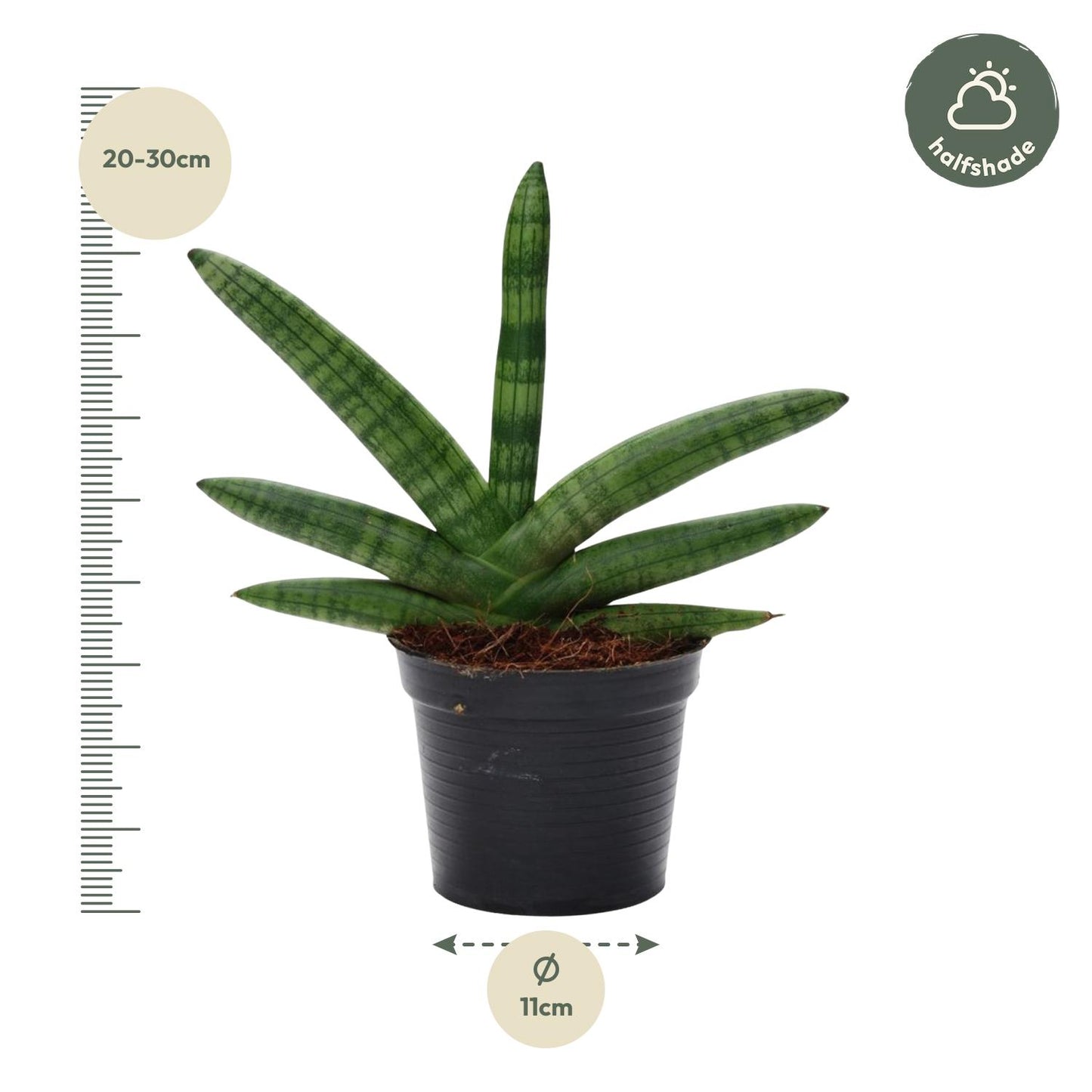 Bogenhanf Skyline – Pflegeleichte Zimmerpflanze 25 cm