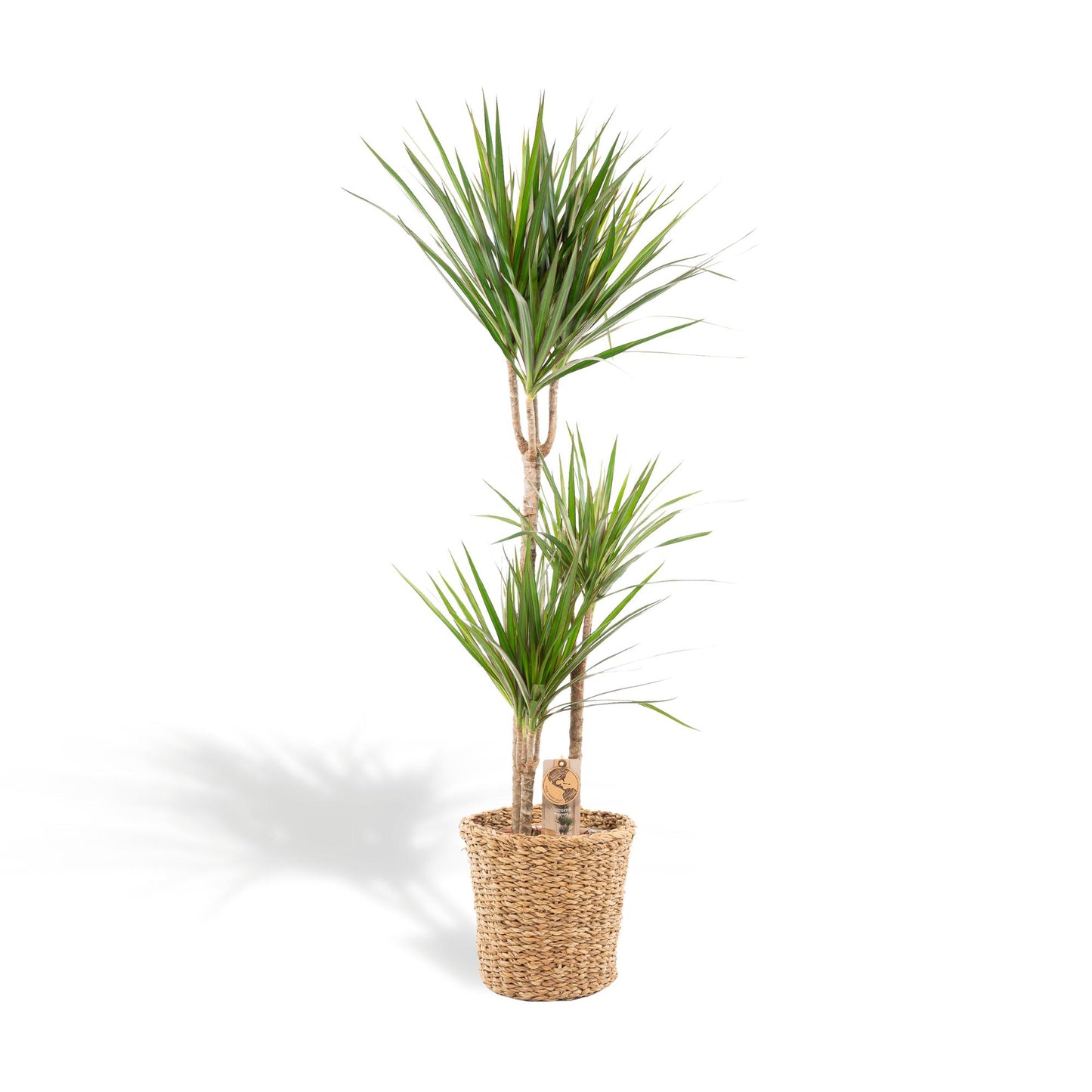 Drachenbaum 'Marginata' 120 cm im dekorativen Korb