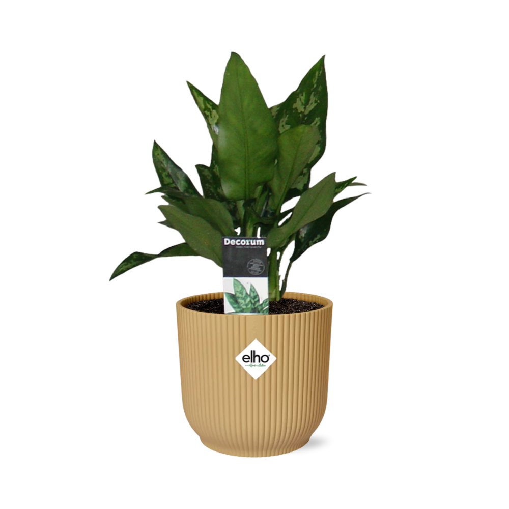 Aglaonema Maria in ELHO Vibes Fold 14cm geel