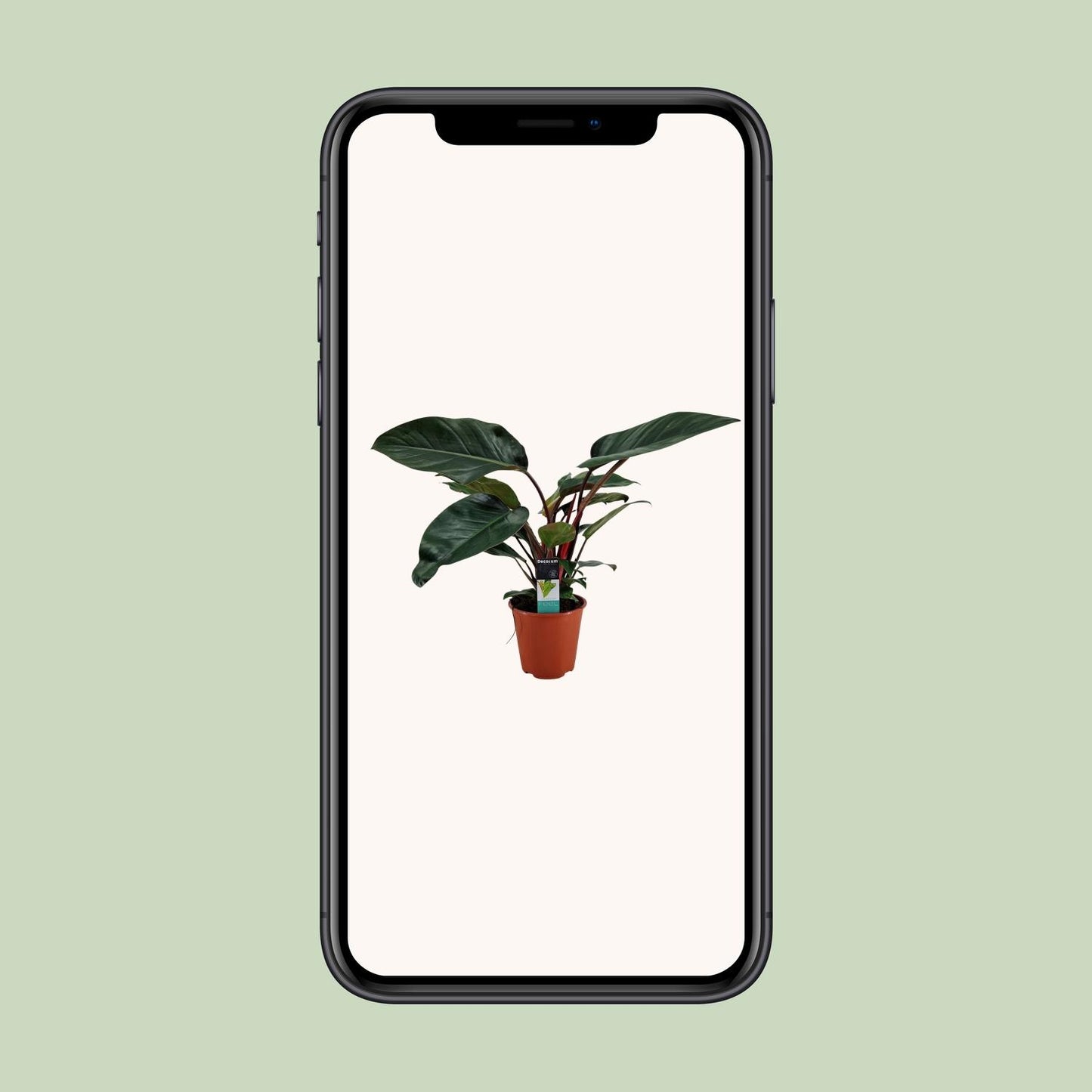Philodendron Congo Rojo - Ø19cm - ↕65cm