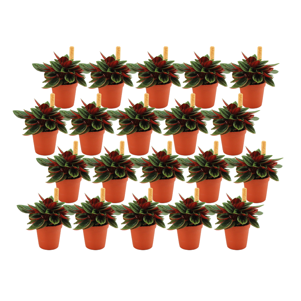 Peperomia Rosso - 20 stuks - Ø5,5cm - ↕10cm