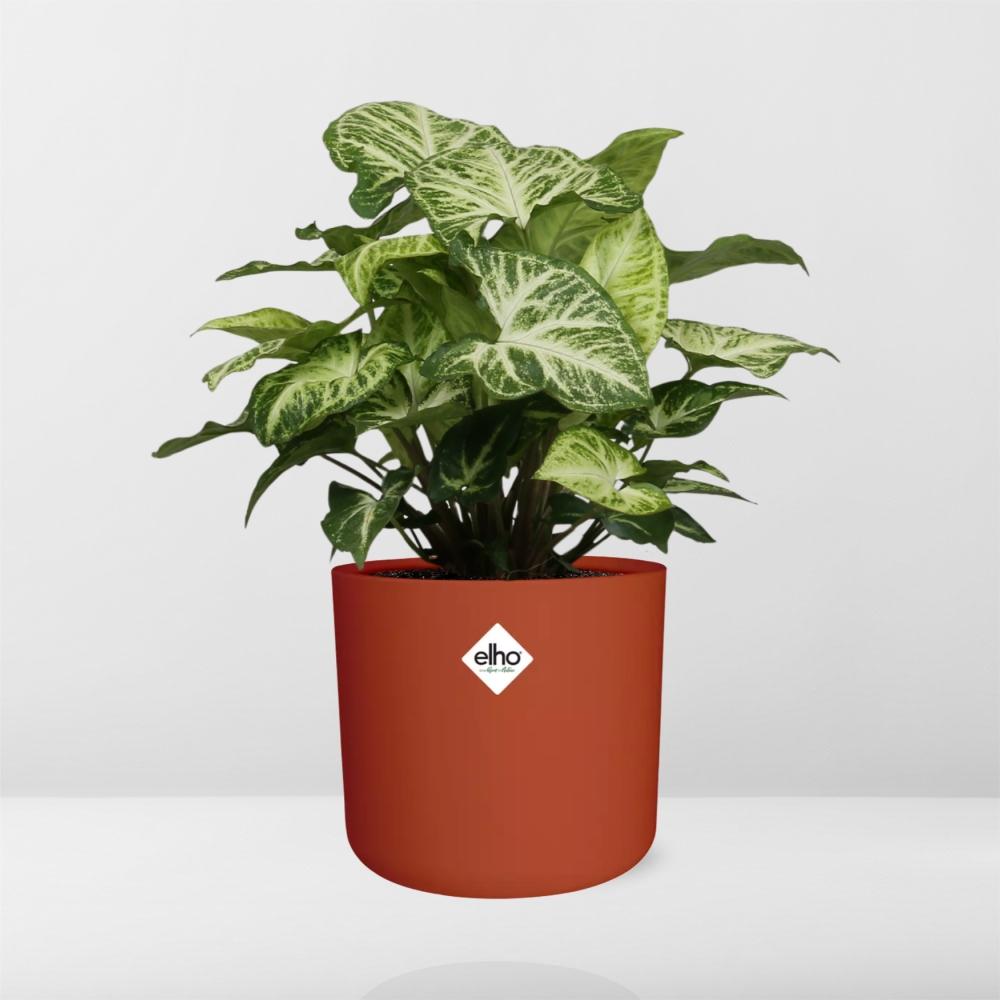 Syngonium Arrow in ELHO b.for soft rond 14cm brique