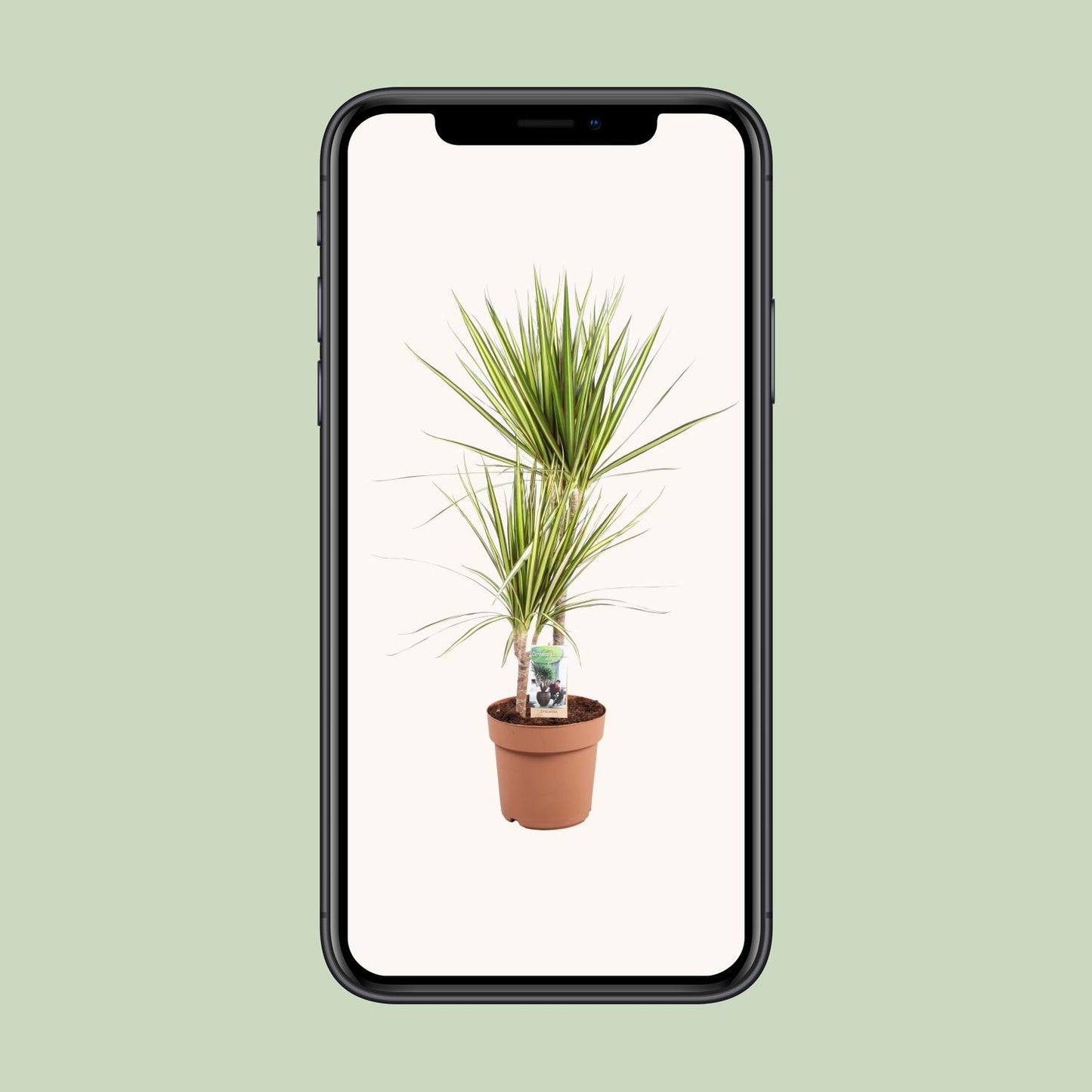 Dracaena Marginata Sunray - Ø21cm - ↕80cm
