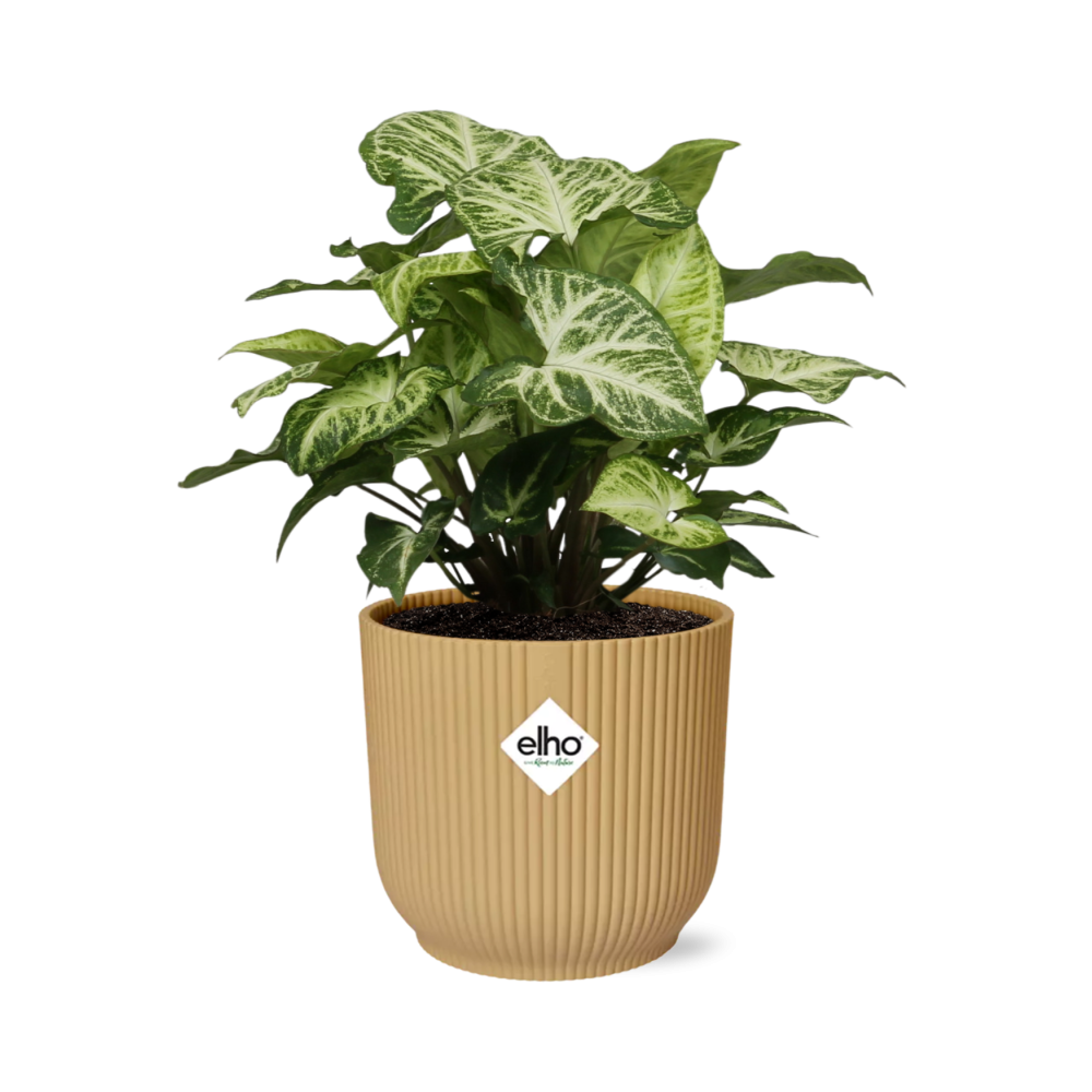 Syngonium Arrow in ELHO Vibes Fold 14cm geel