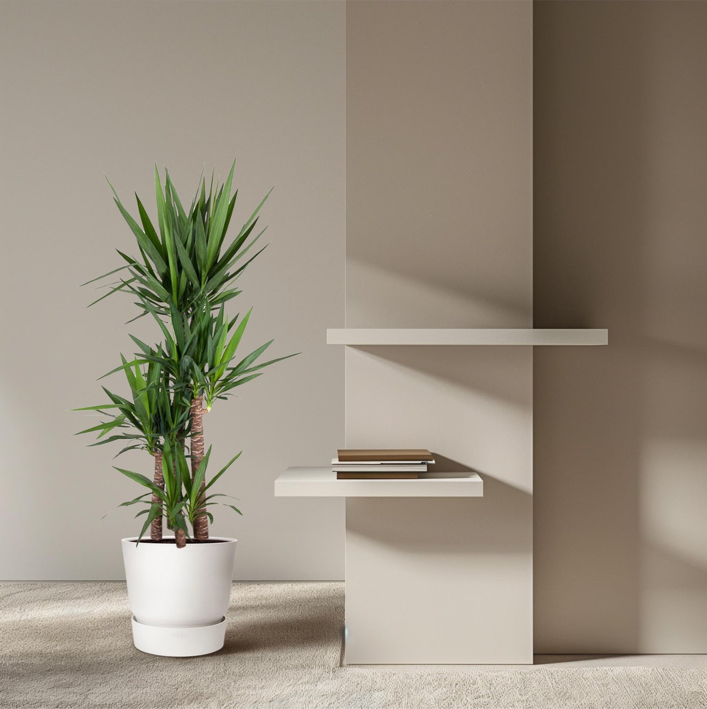 Yucca Palme 180 cm – Elefantenfuß im stilvollen Topf