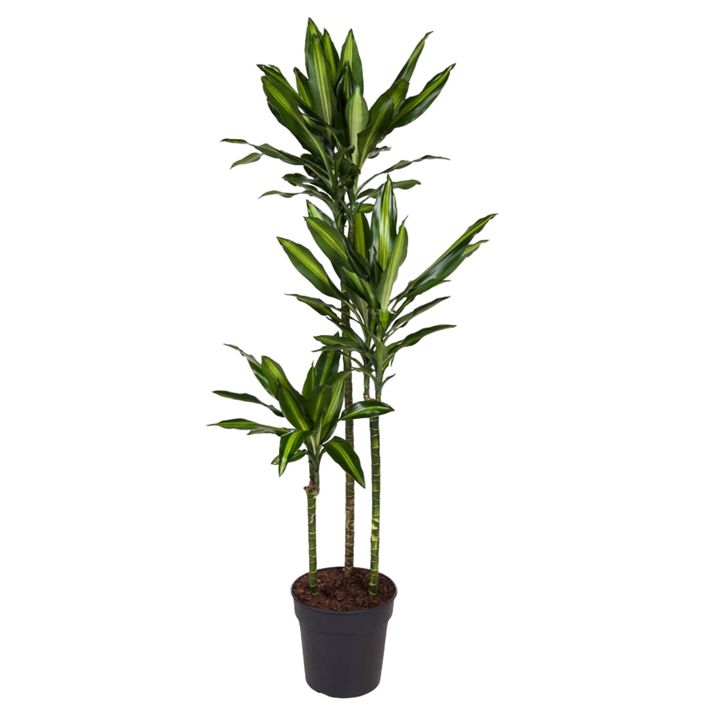 Drachenbaum Cintho – Stilvolle, pflegeleichte Zimmerpflanze 160 cm