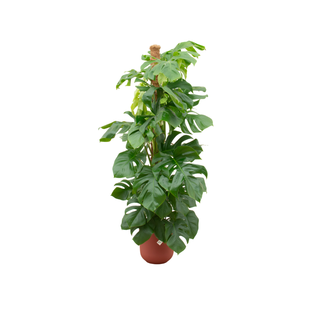 Monstera Fensterblatt XL – 150 cm mit rotem Topf