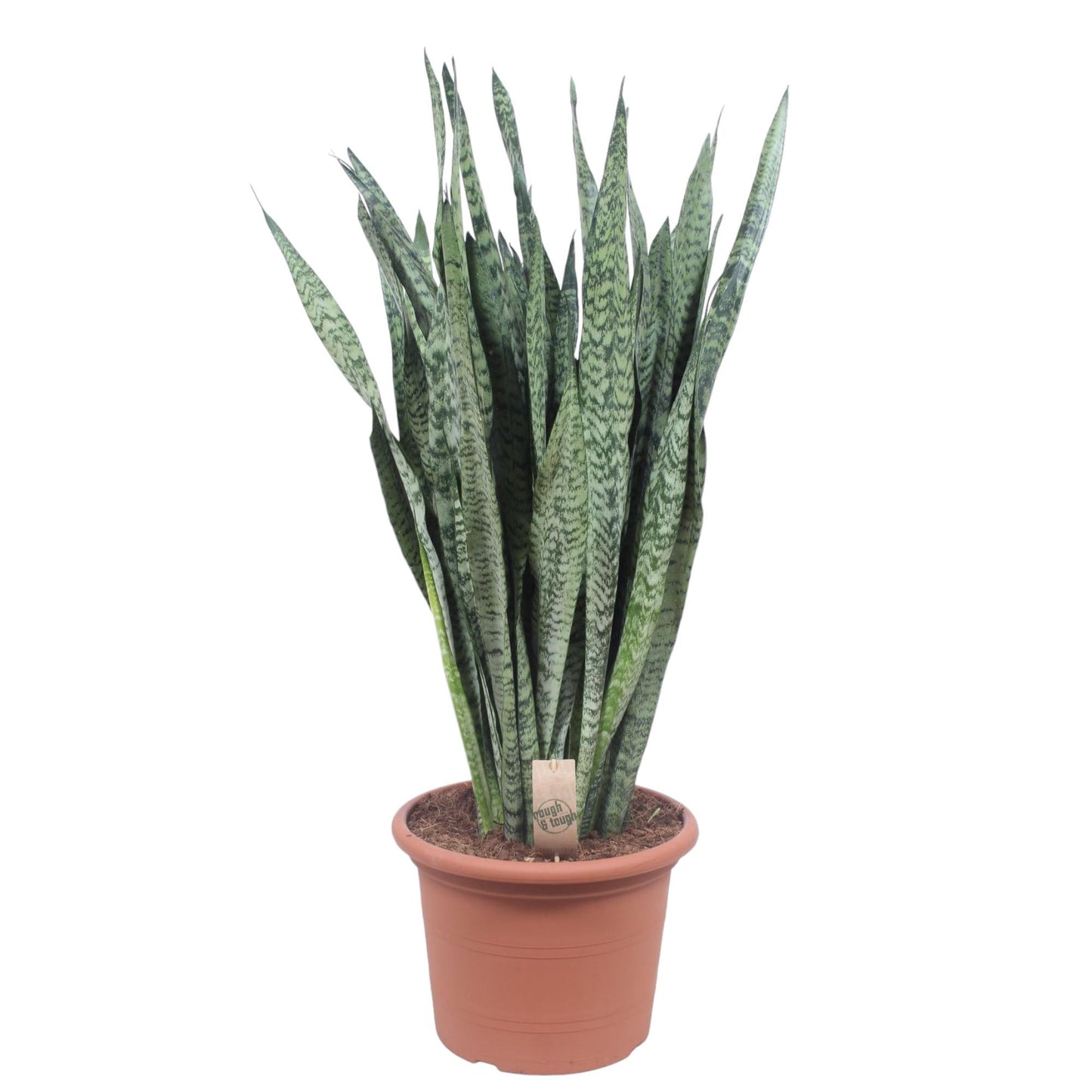 Bogenhanf Zeylanica – 110 cm pflegeleichte Zimmerpflanze