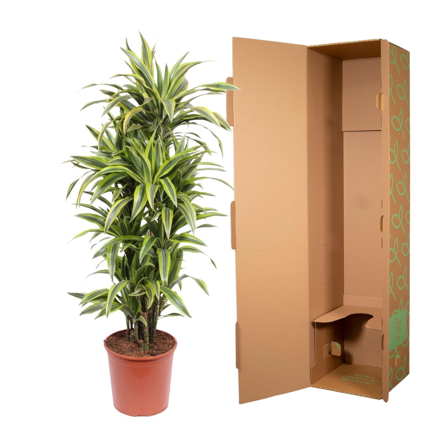 Drachenbaum Lemon Lime – 150 cm pflegeleichte Zimmerpflanze