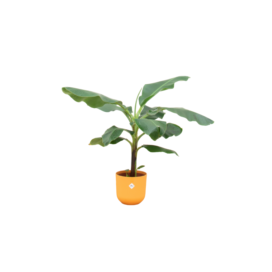 Bananenpflanze 100 cm im gelben Design-Topf